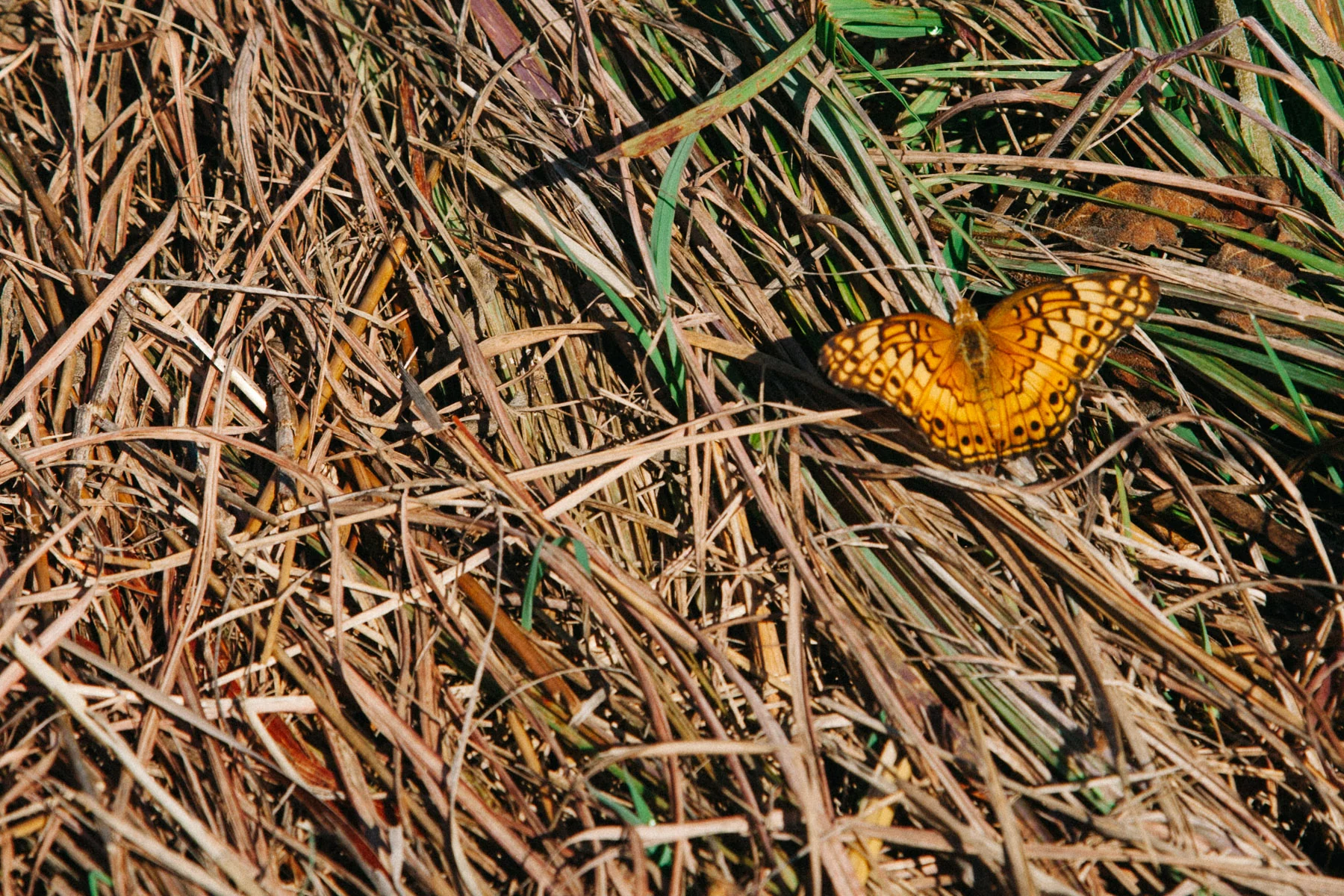 An orange butterfly resting on dry grass