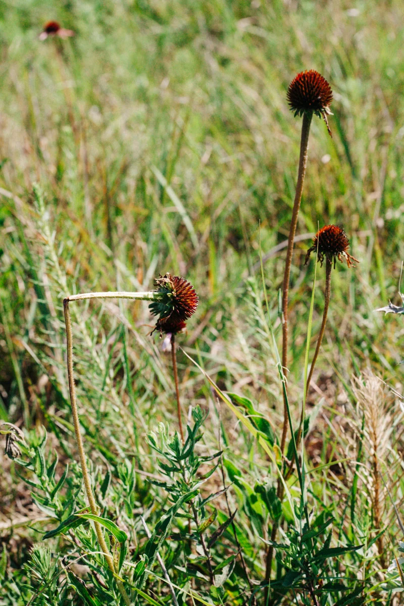 A small red flower among wild grasses