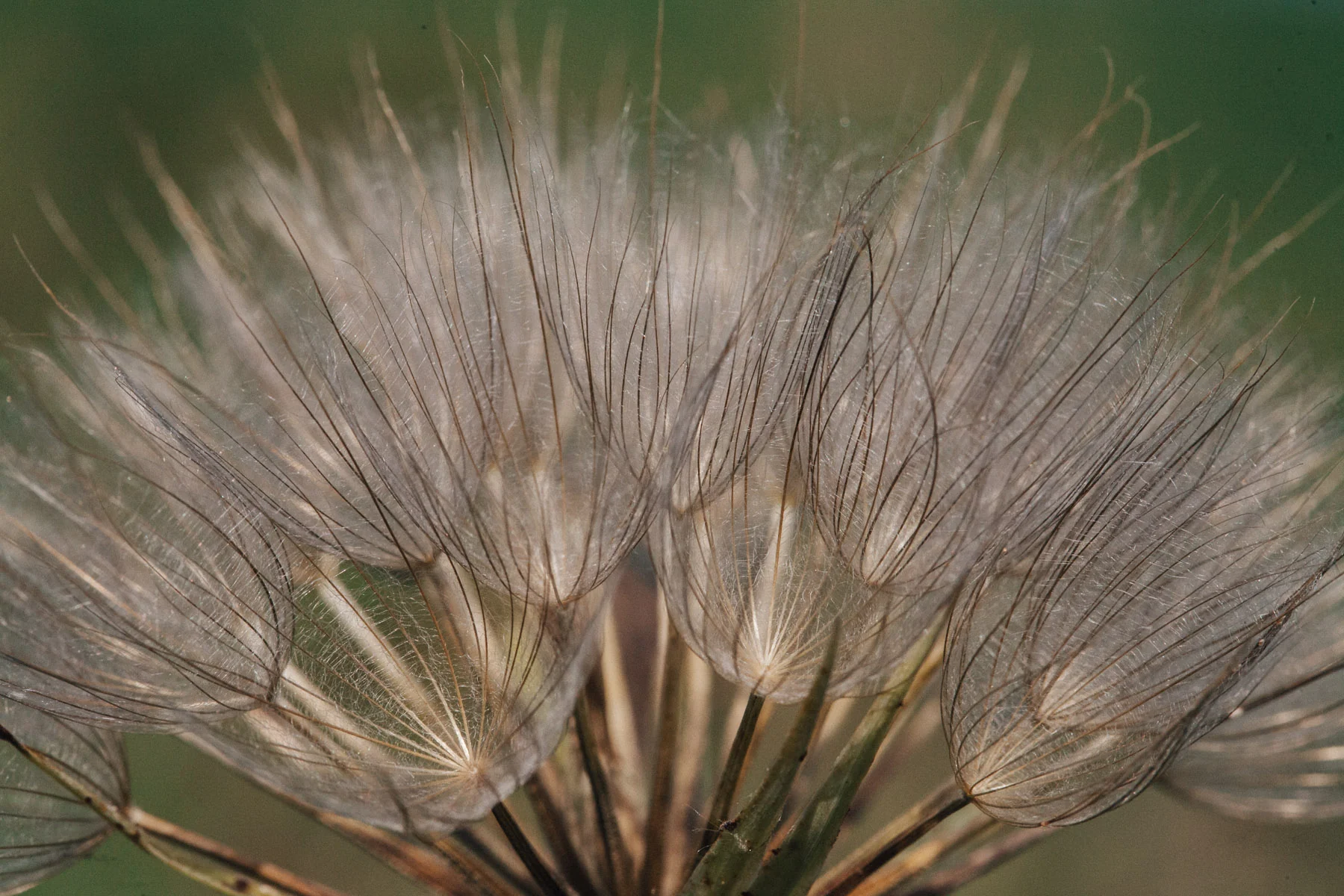 A dandelion-like seed head, close up