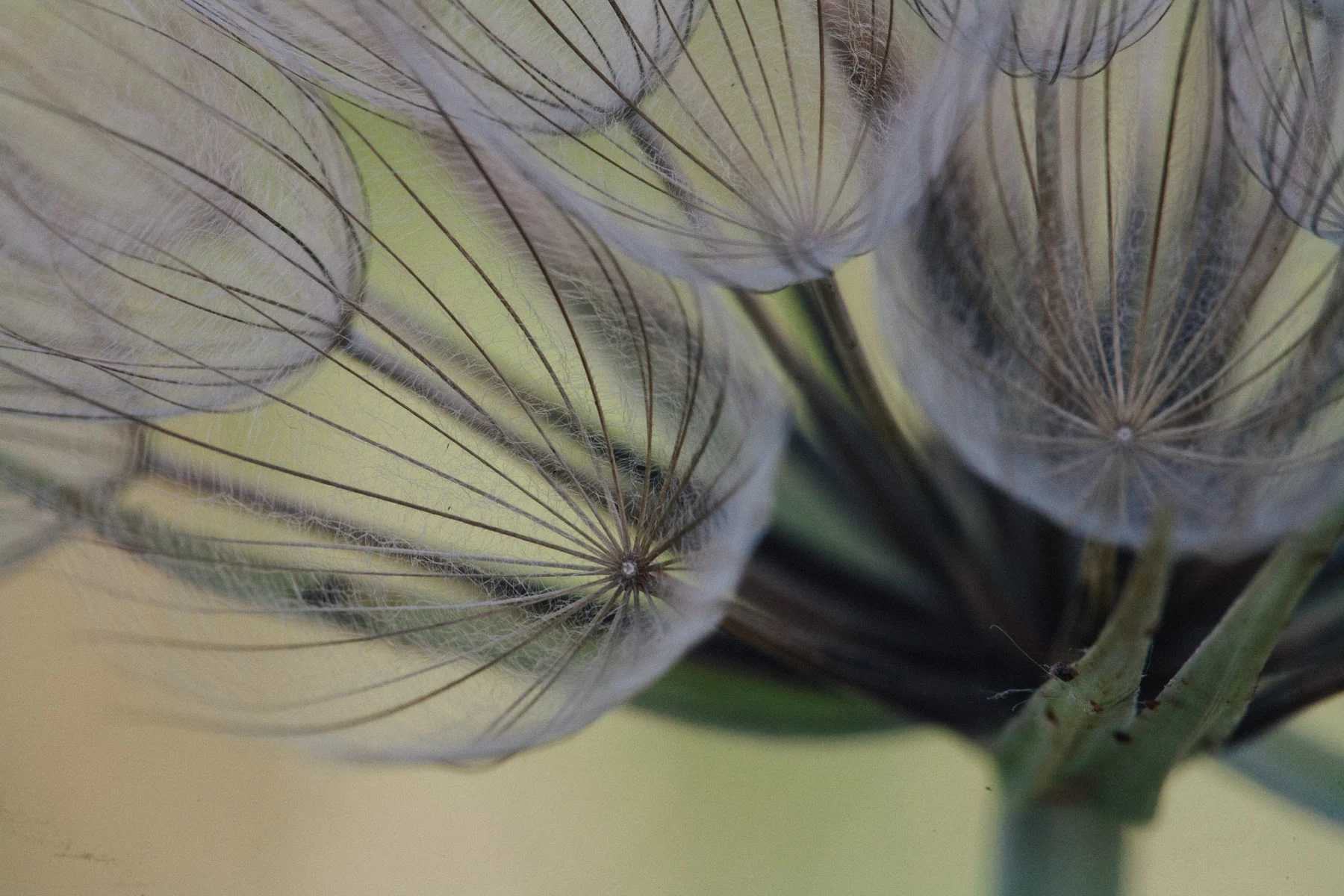 The fine spokes of a seed head, close up