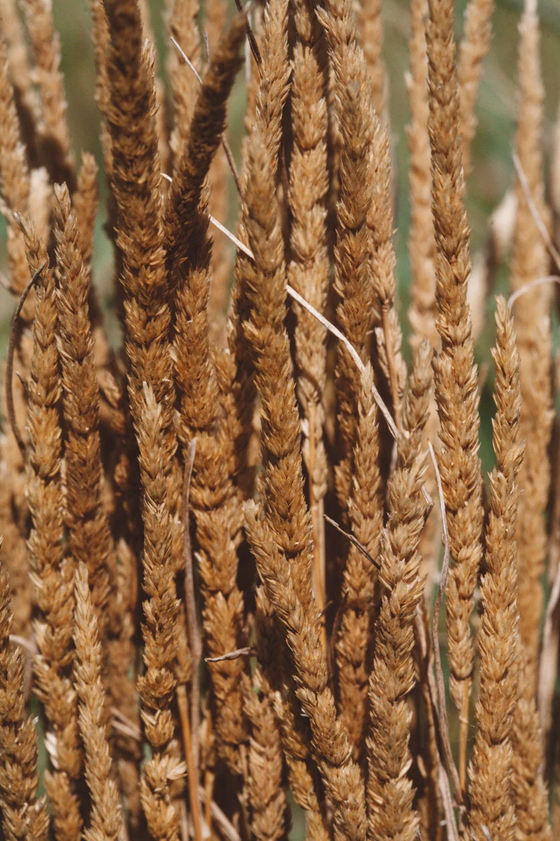 Golden grass stems, close up