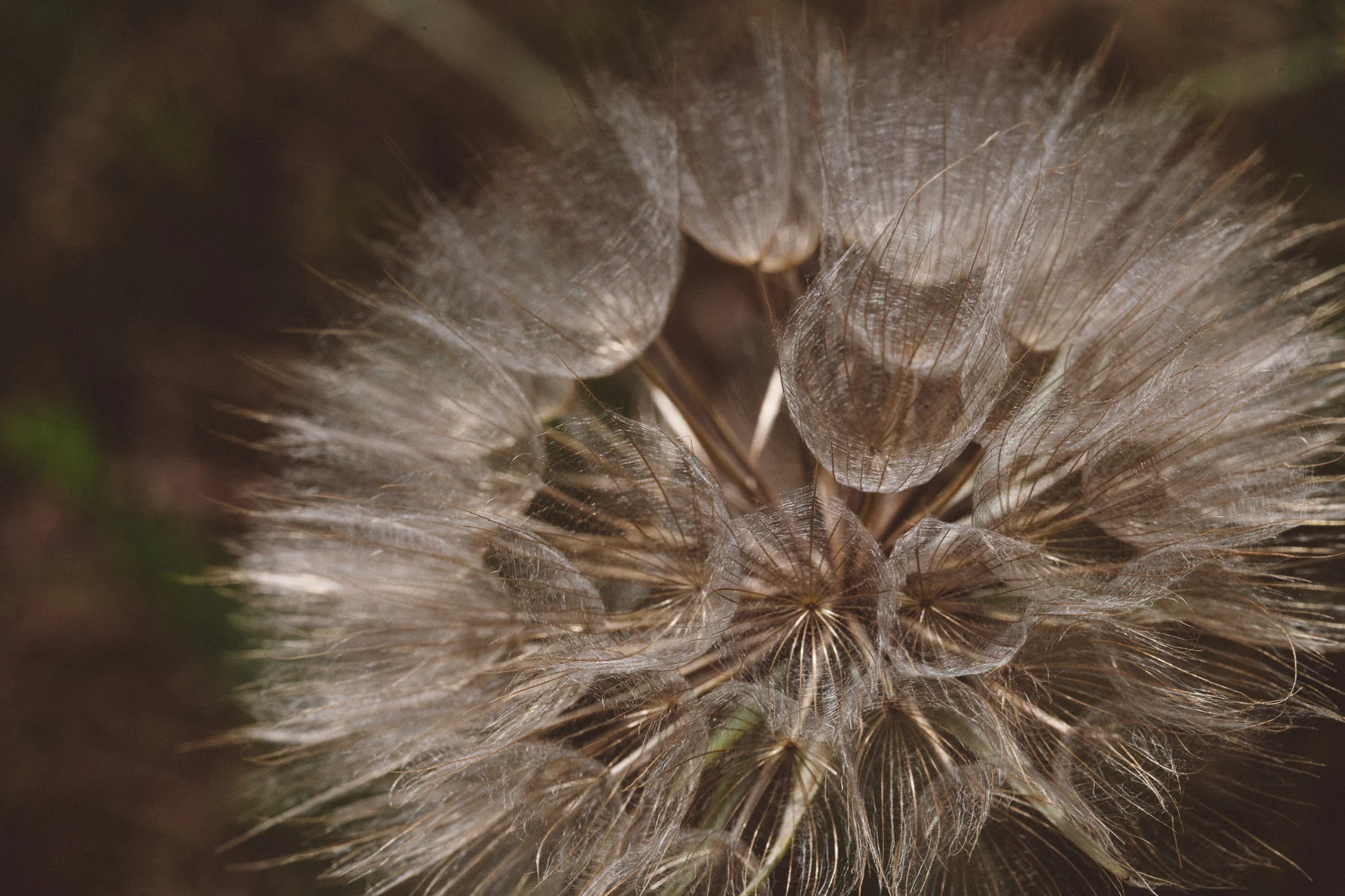 A round seed head glowing against a dark background