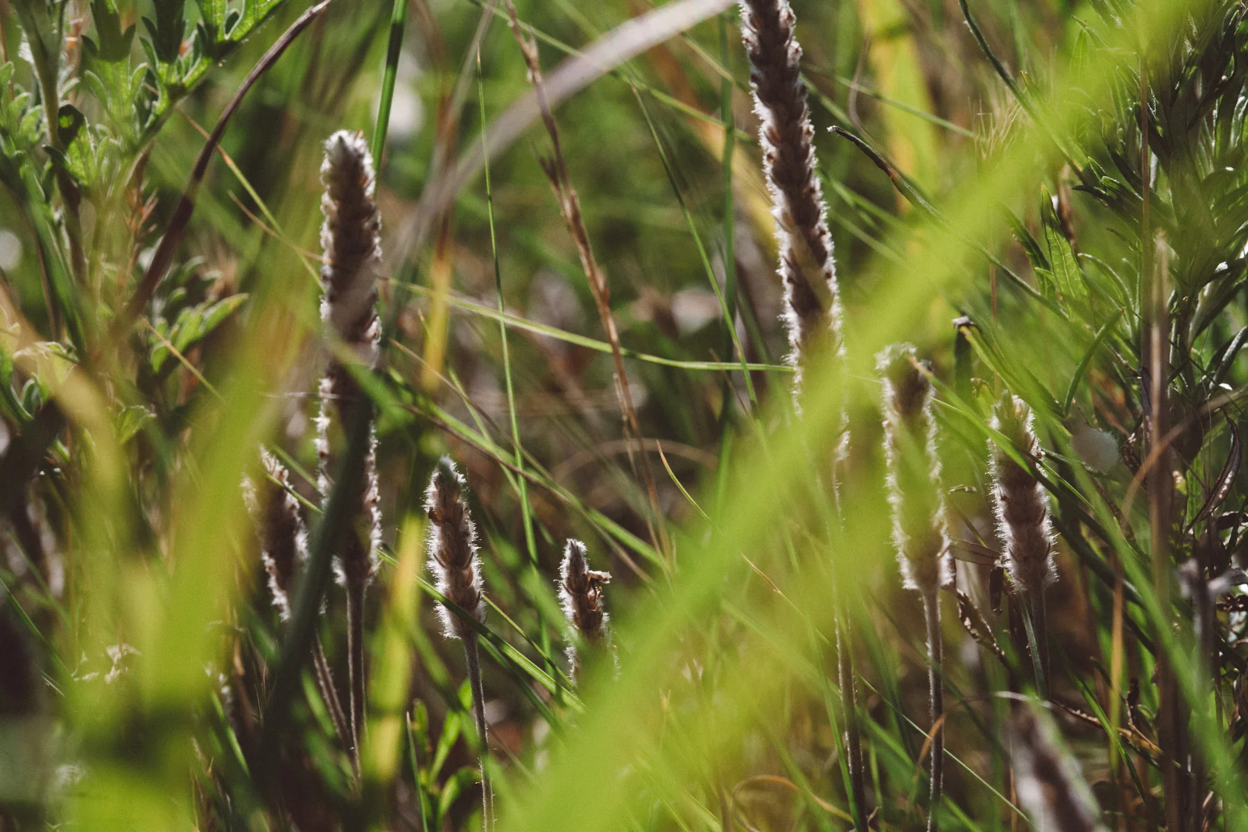 Blades of prairie grass and seed heads