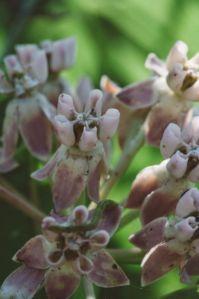 Pink milkweed flowers, close up