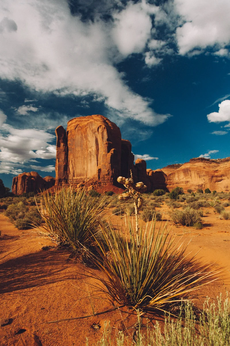 A butte beyond yucca plants