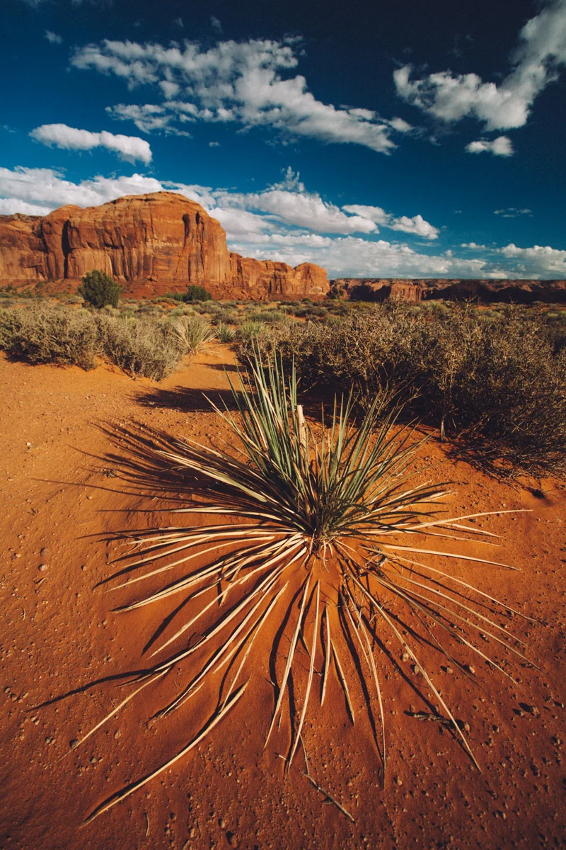 A yucca plant in red sand