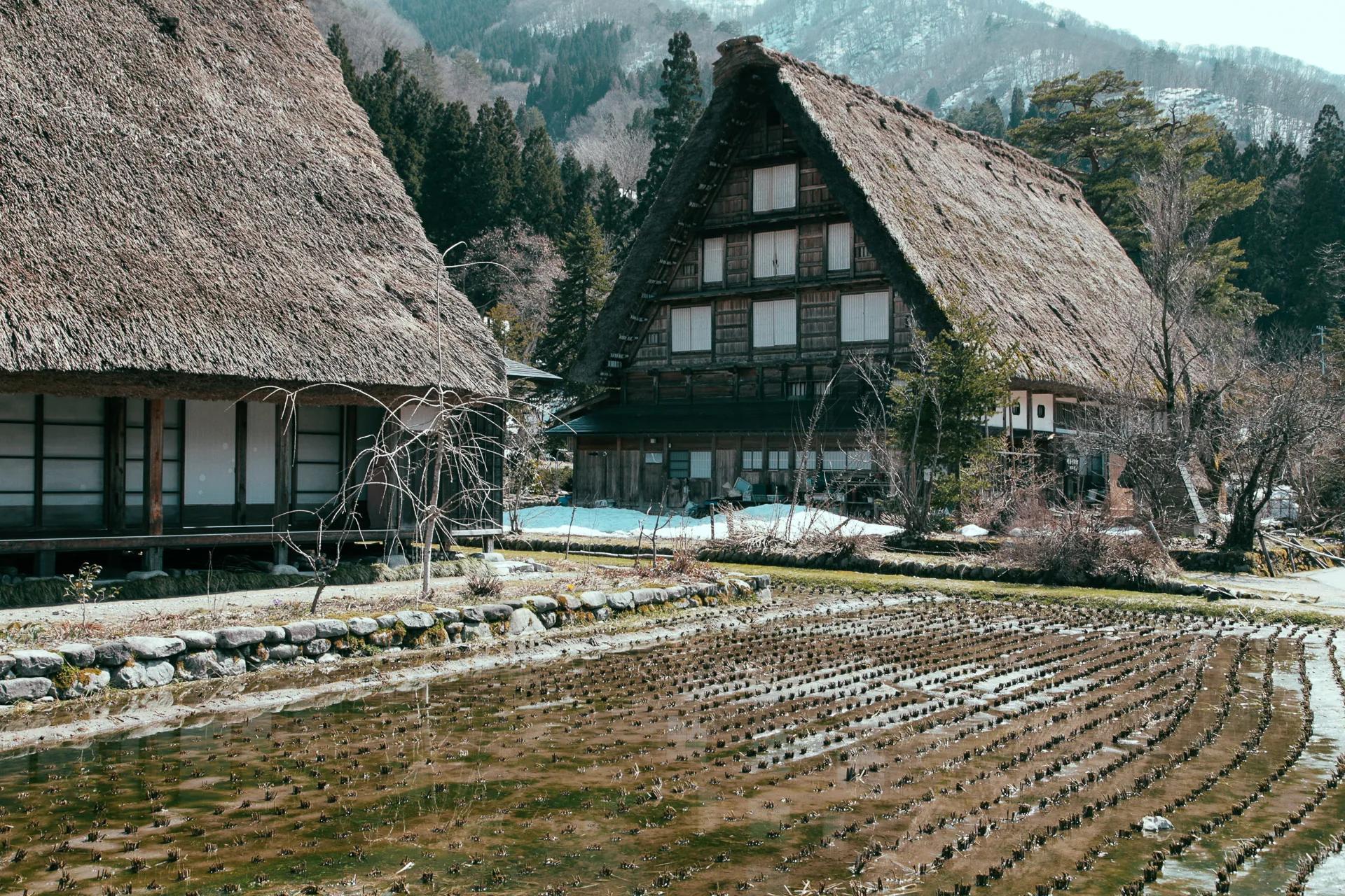 Thatched farmhouses above the rice paddies