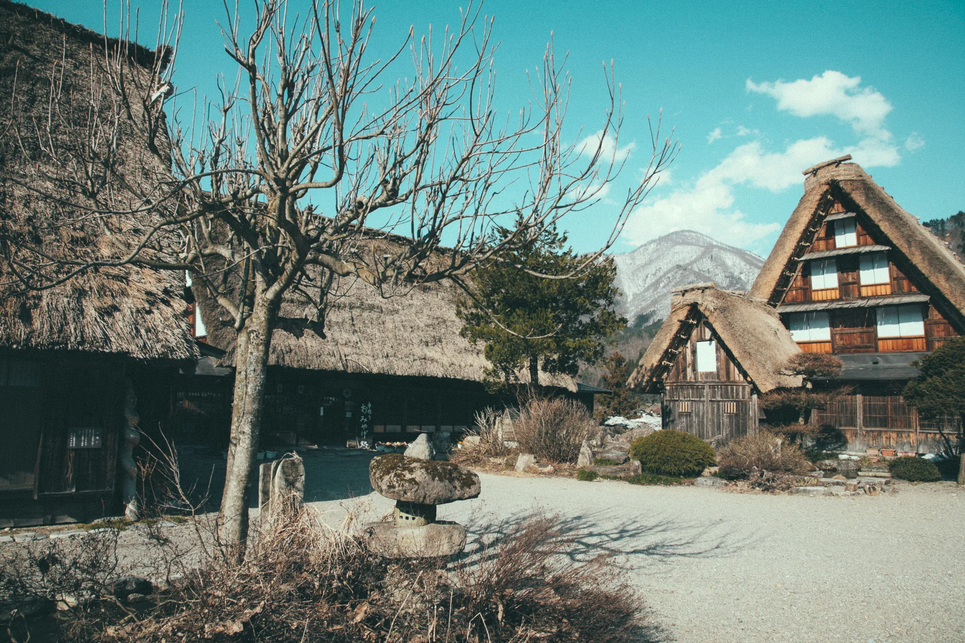 Thatched houses beyond a bare tree