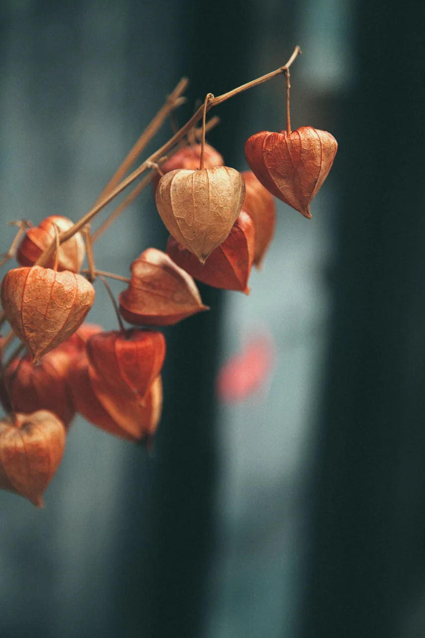 Chinese lantern seed pods hanging in a doorway