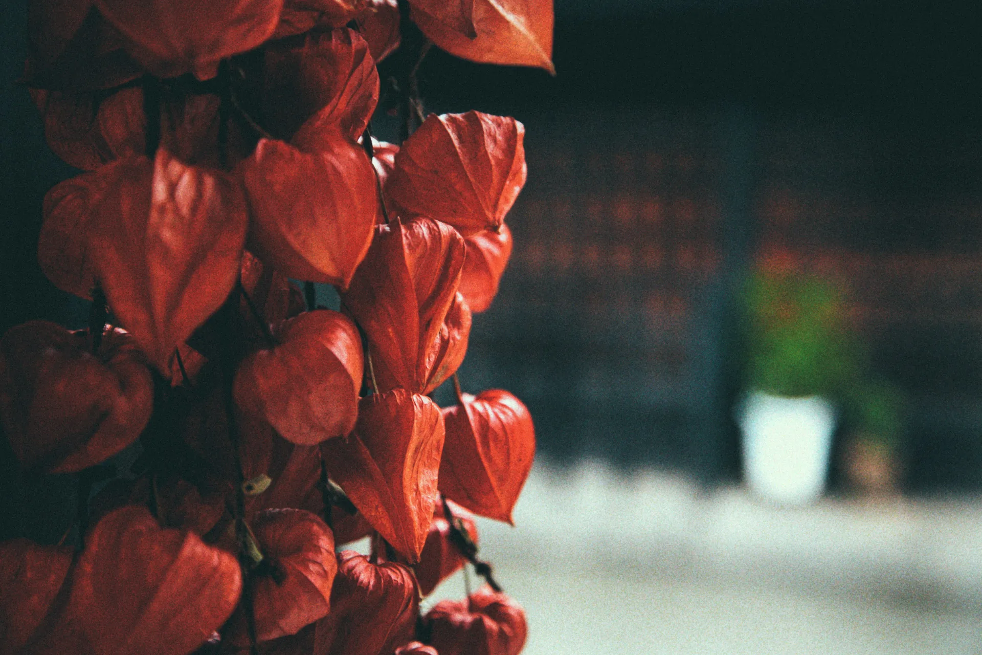 Bright red Chinese lantern pods hanging in front of a shop