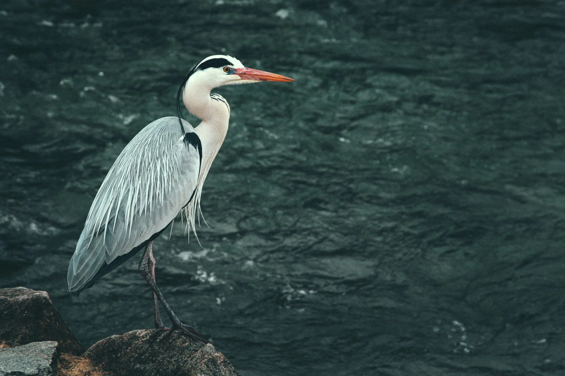 A grey heron standing on a rock in the river