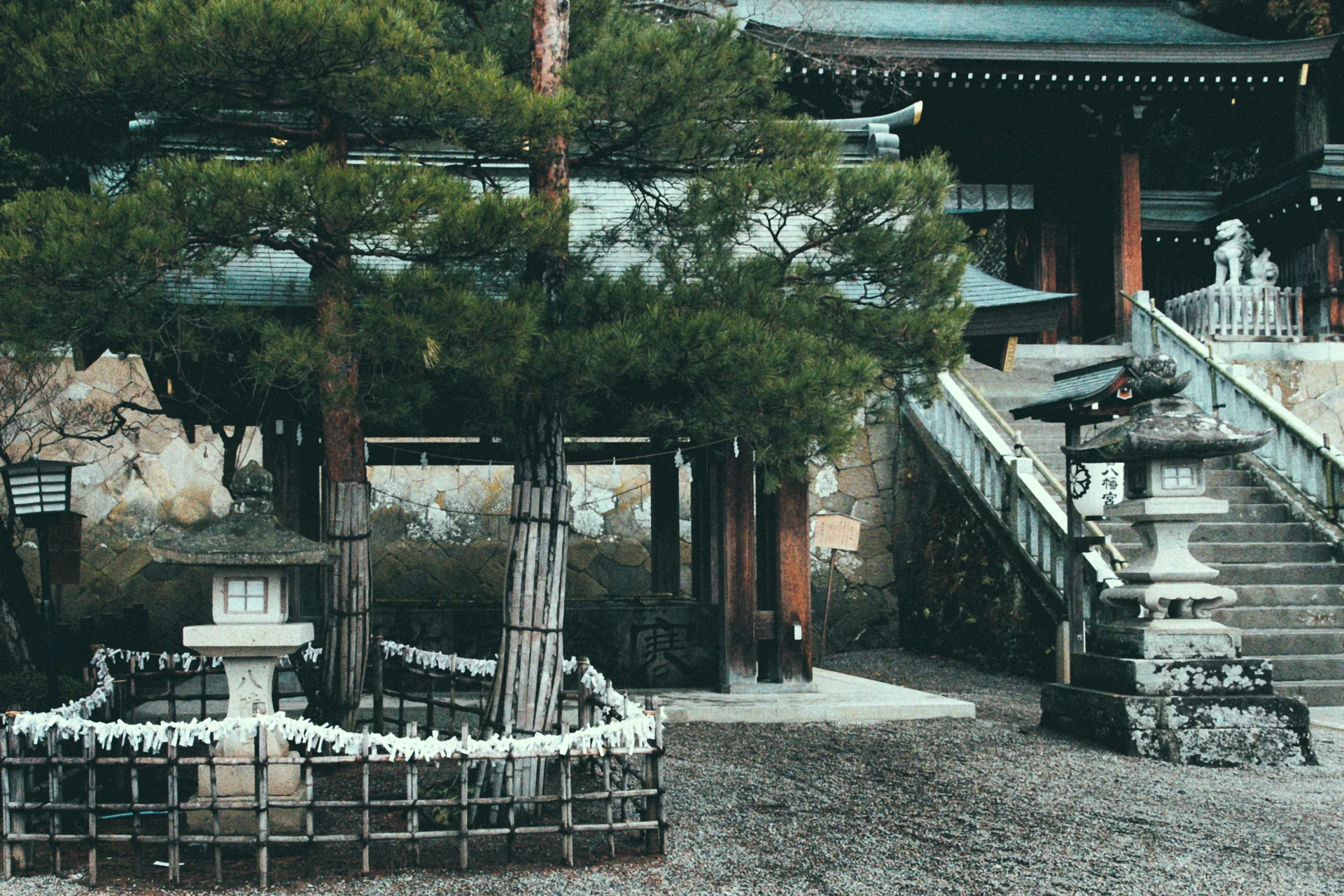 A pine tree and stone lanterns in a shrine courtyard