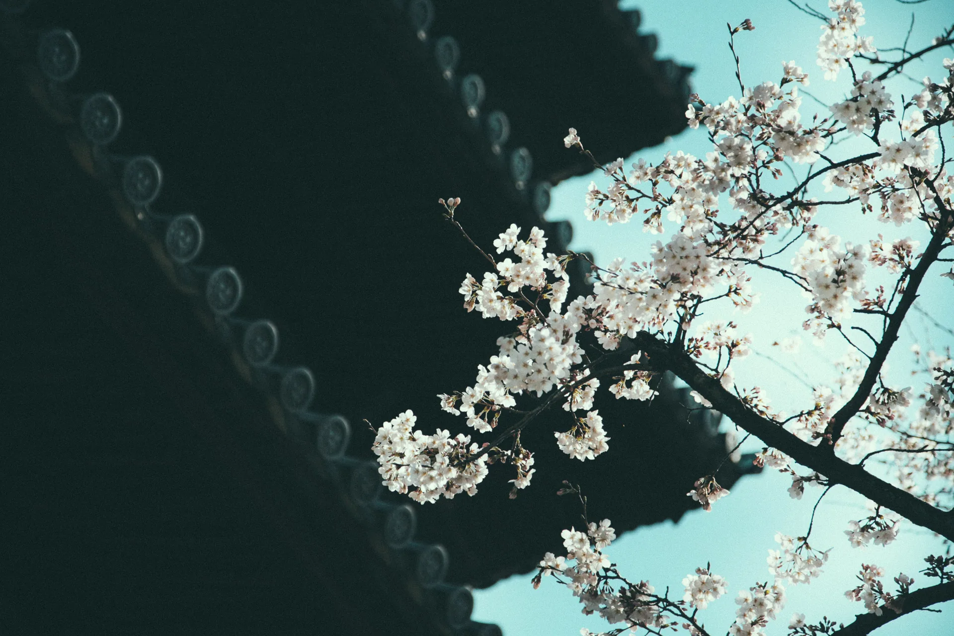 Cherry blossoms against the eaves of a temple roof