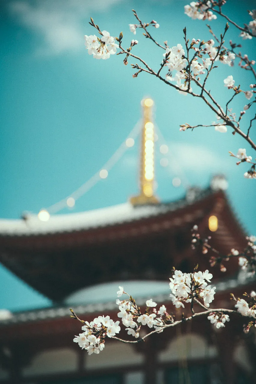 A pagoda framed by cherry blossoms