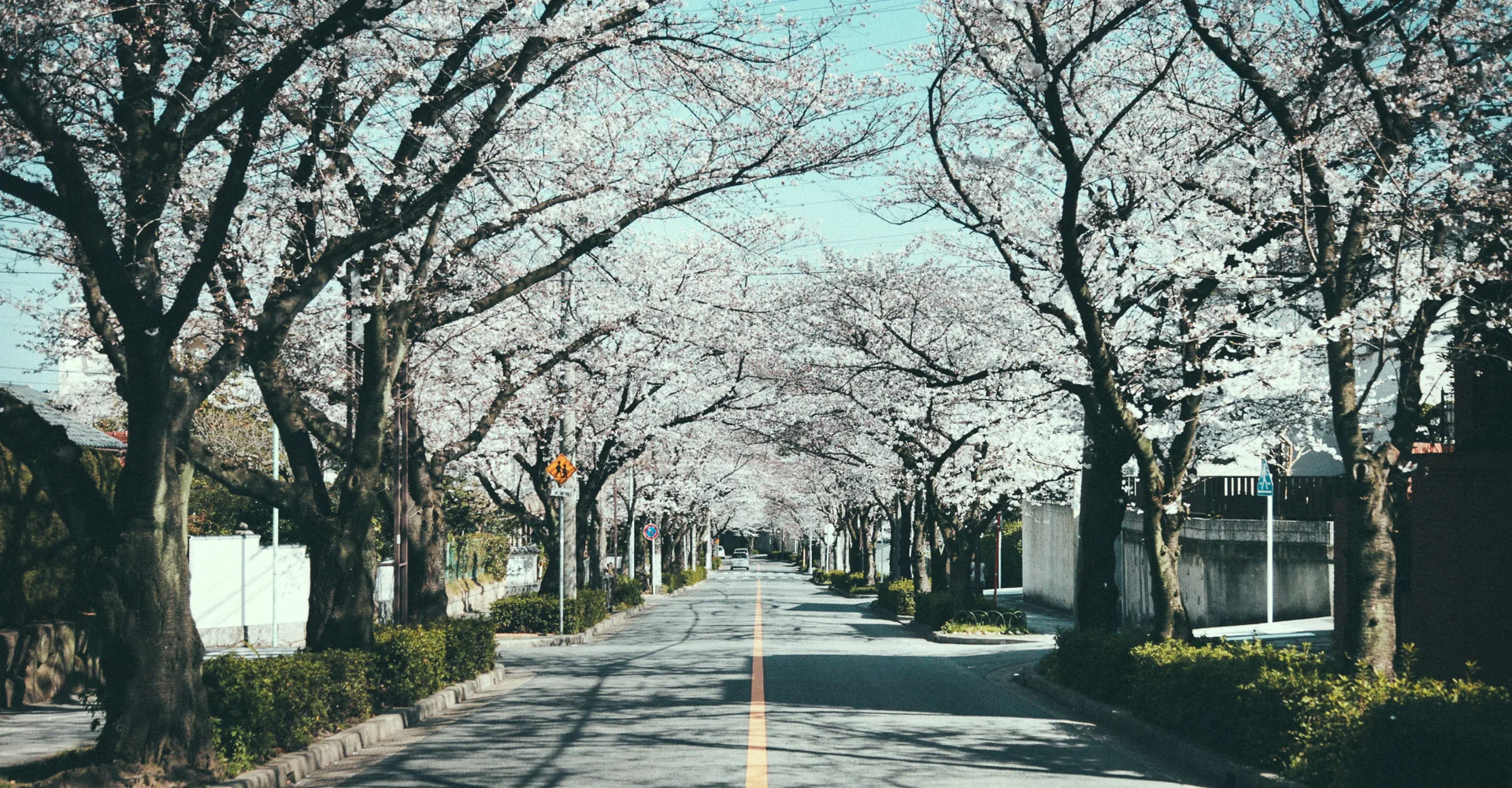A road lined with cherry trees in full bloom