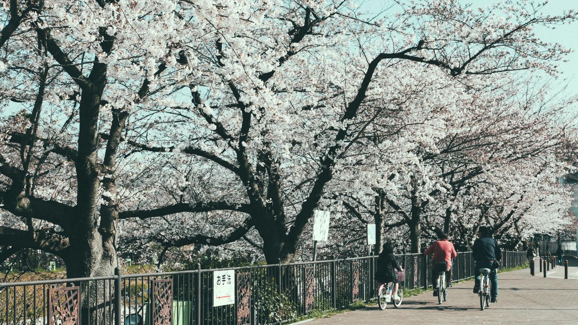 Cyclists on the path along the Yamazaki River under cherry trees