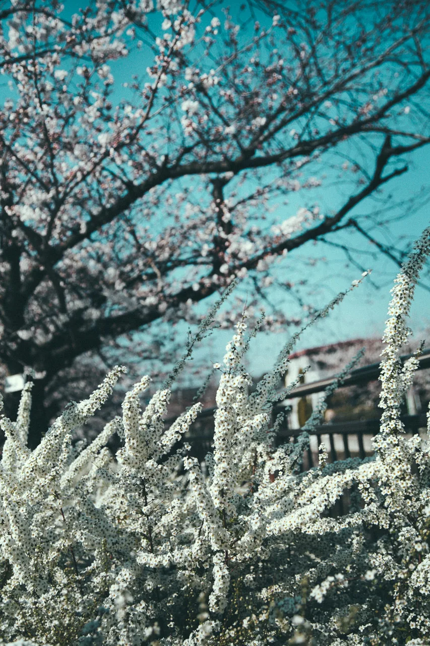 Cherry blossoms against a blue sky