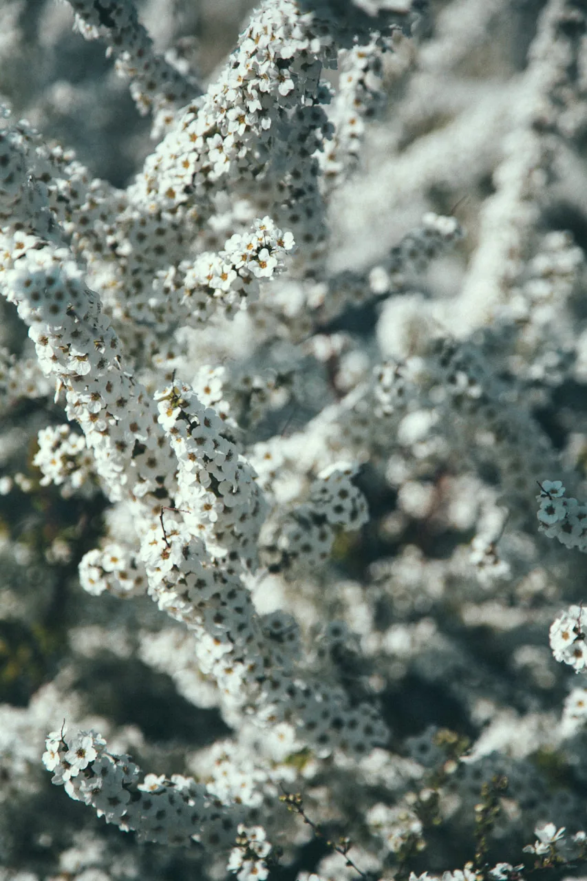 Close-up of white spring blossoms
