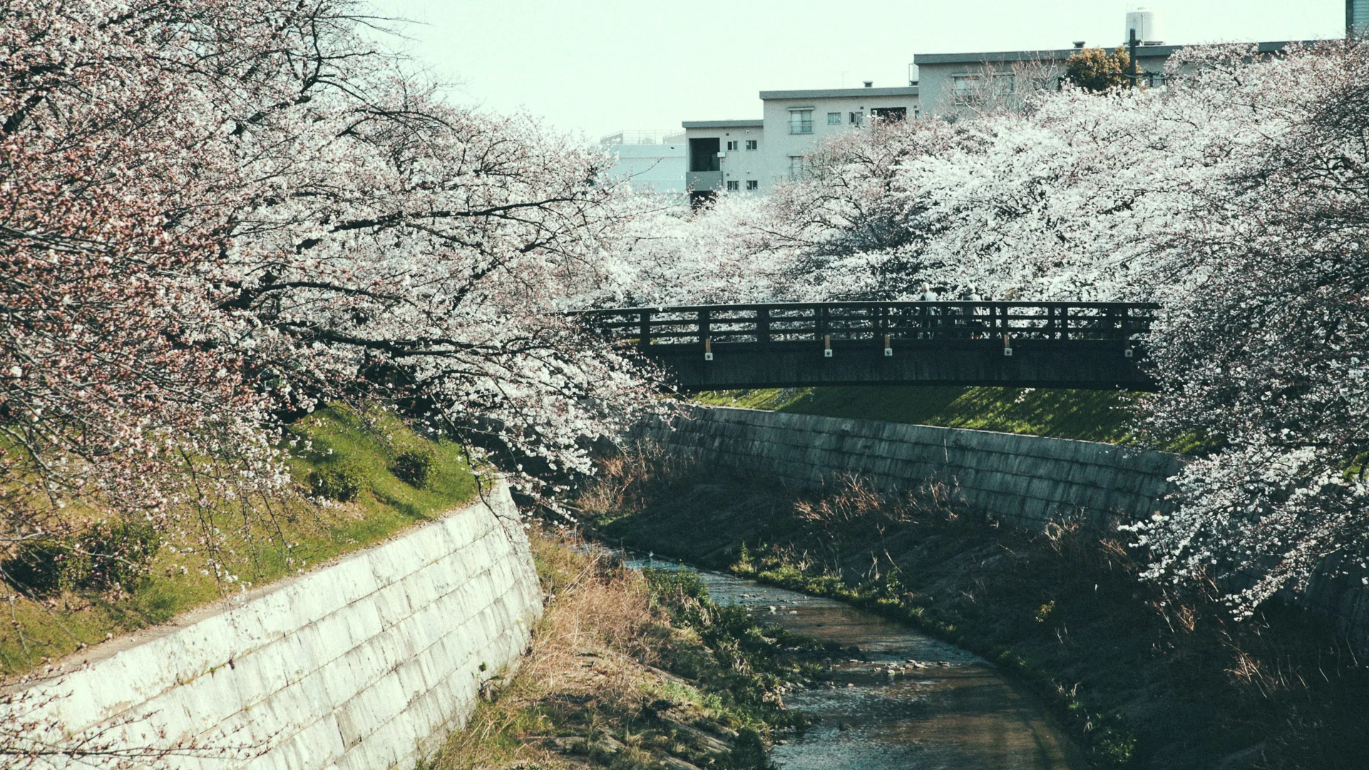 The cherry trees leaning over the Yamazaki River