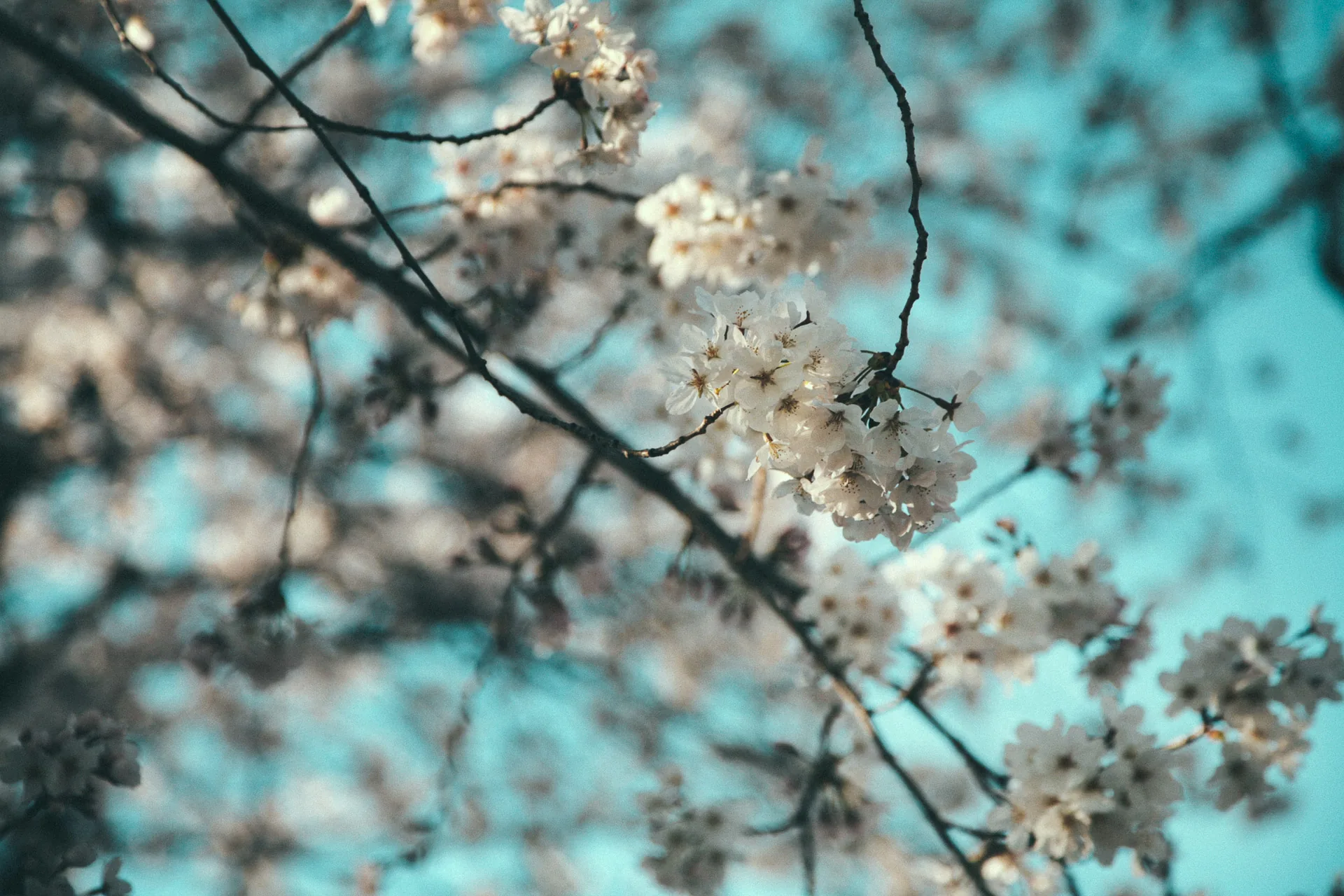 Cherry blossoms against the blue sky