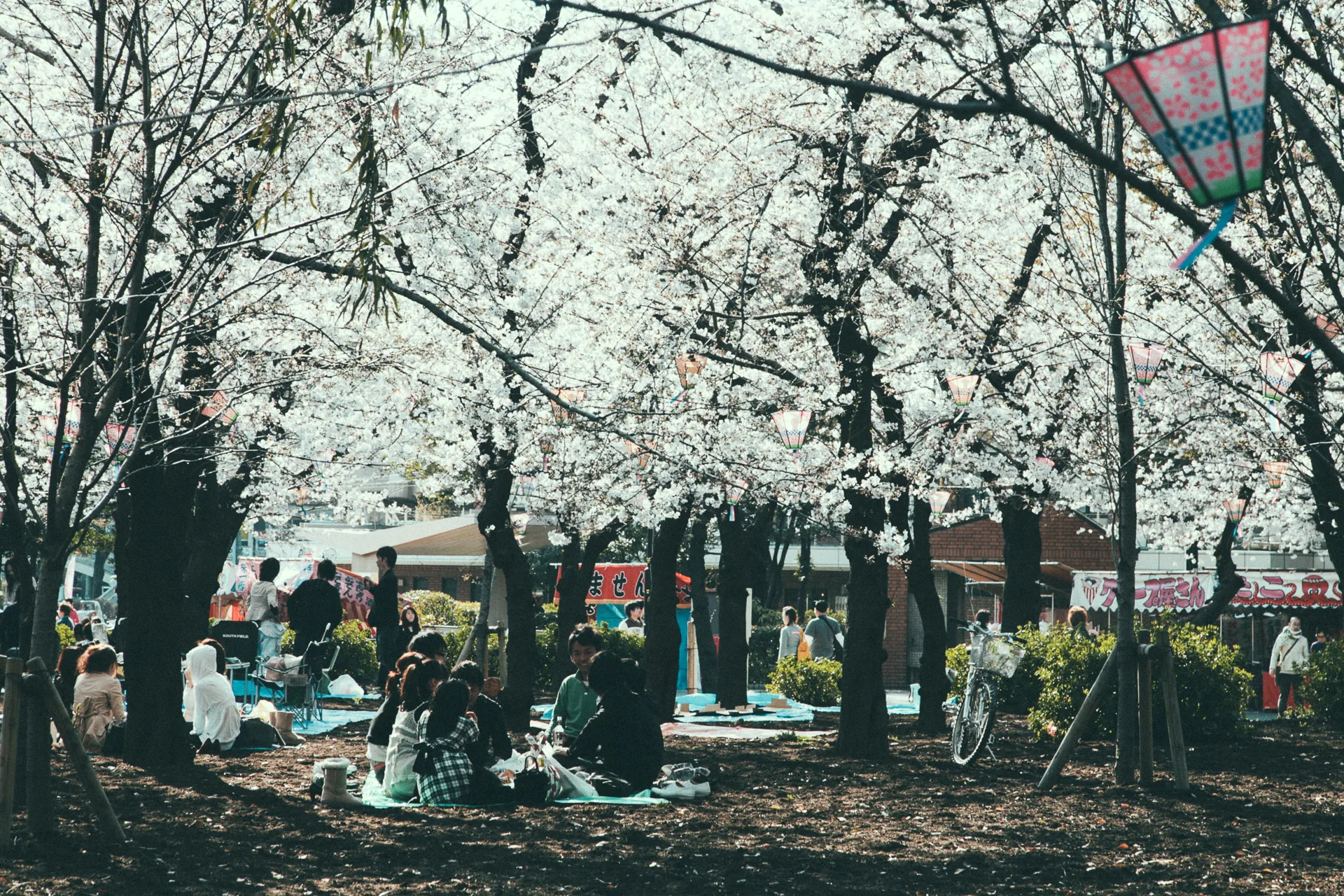 People picnicking under the cherry trees