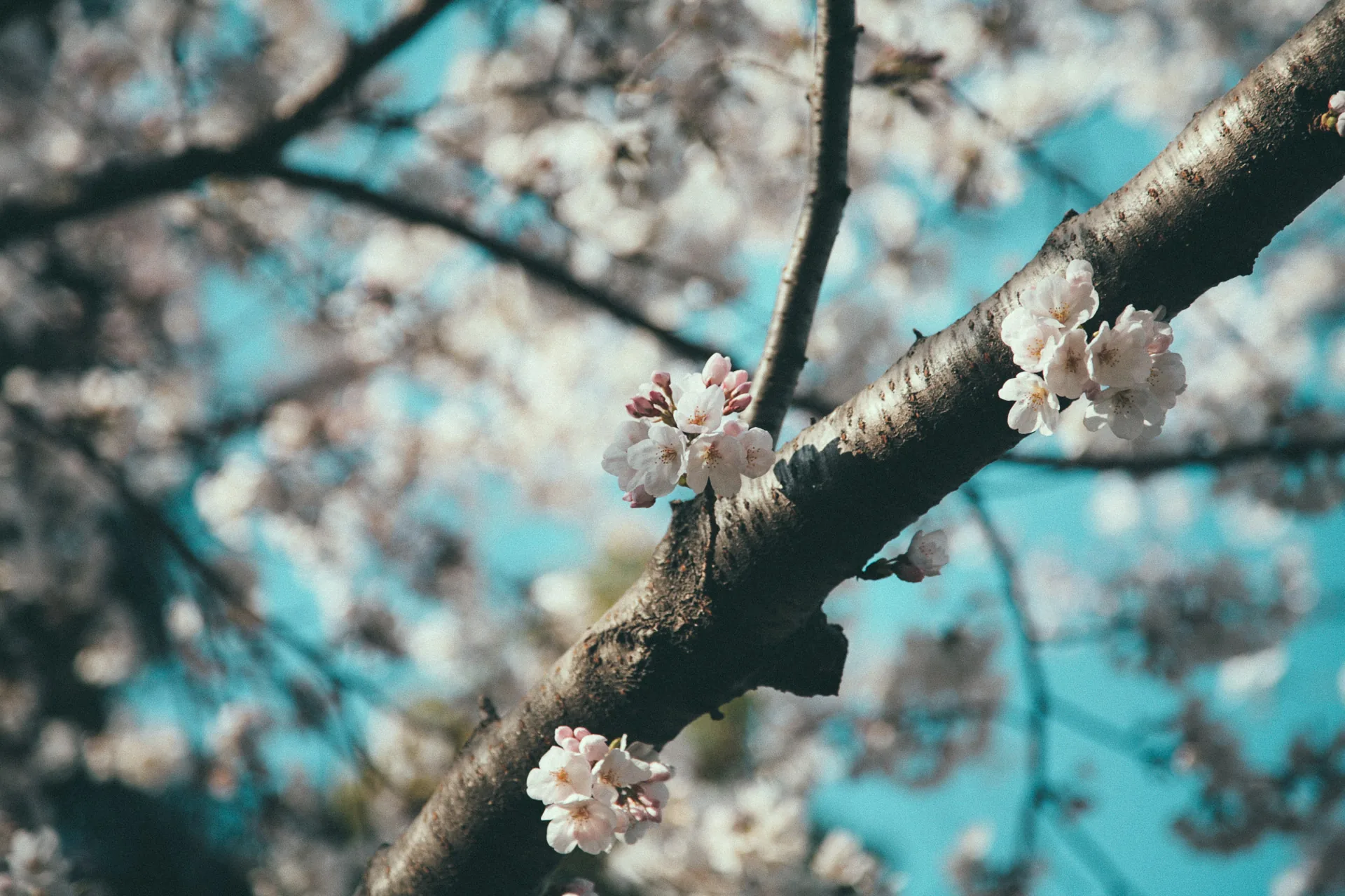 A cherry branch with a few open blossoms