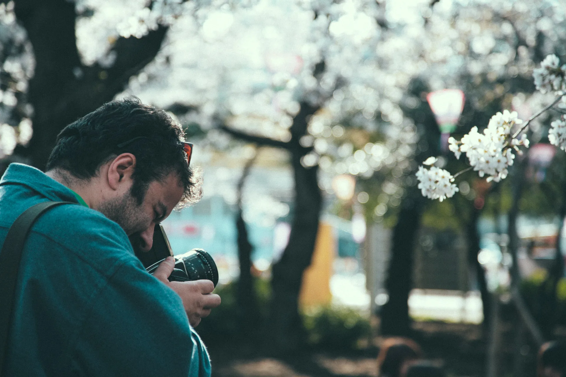 The photographer framing a cherry blossom