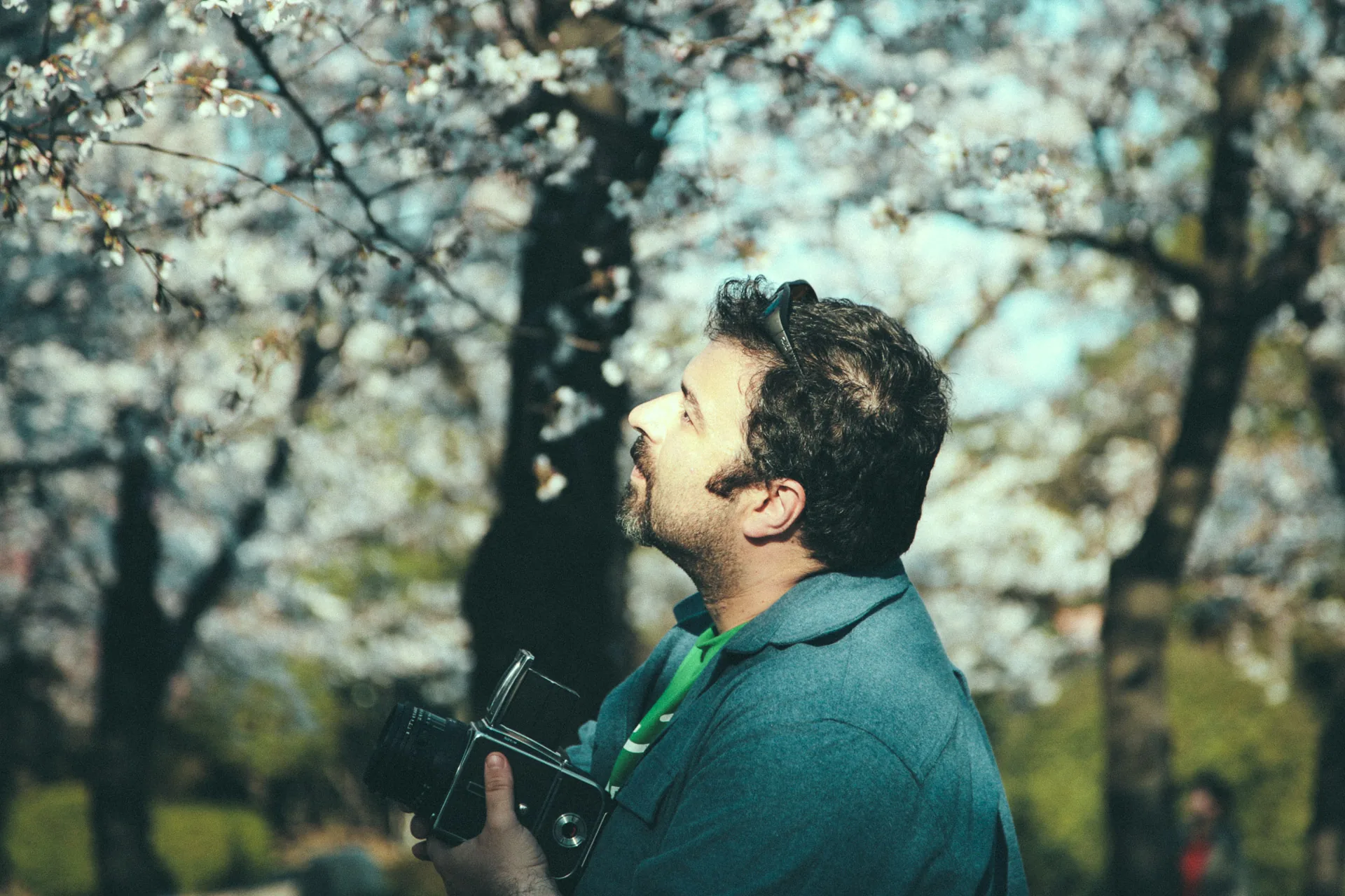The photographer looking up at the blossoms with his Hasselblad