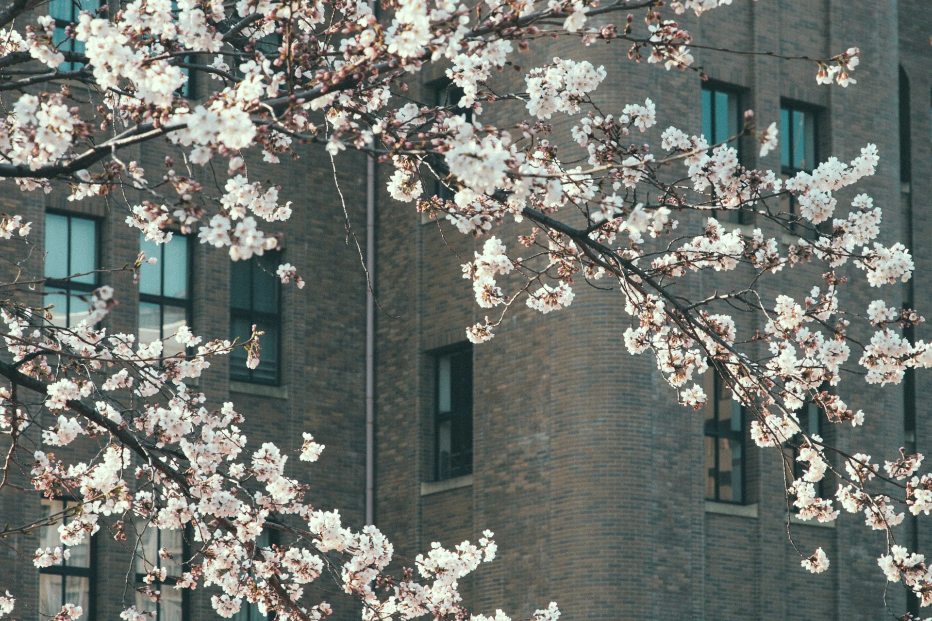 Cherry blossoms in front of a brick building