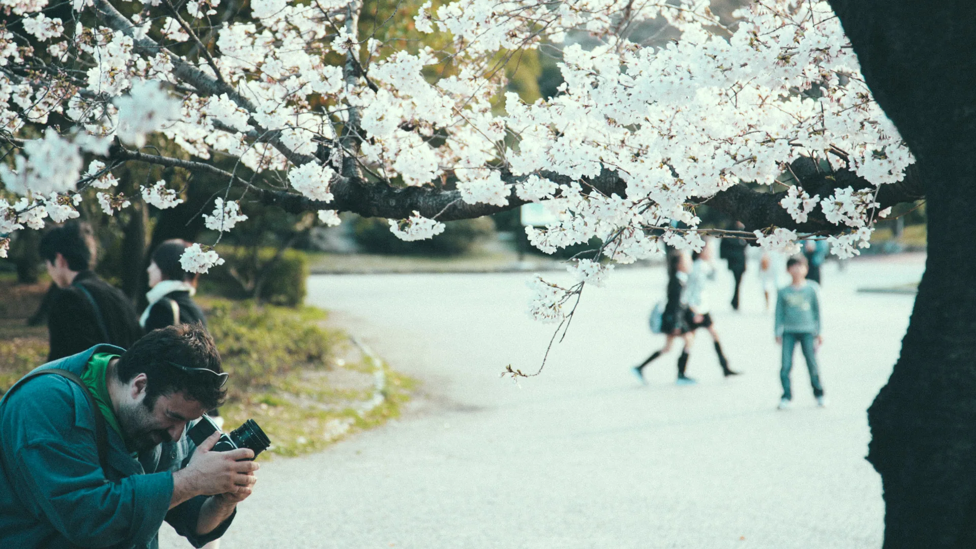 The photographer crouching under a blossoming branch