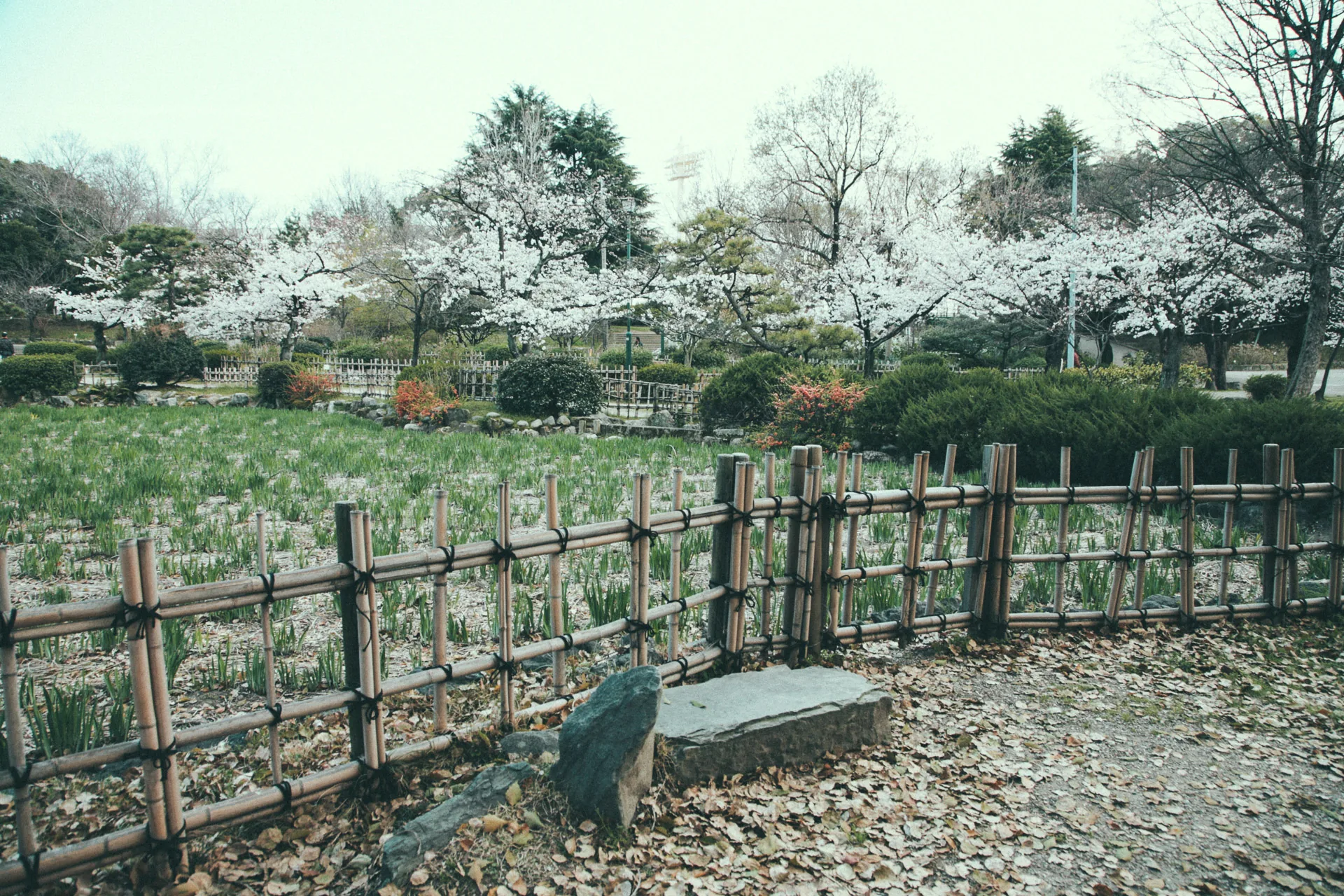 A bamboo fence and garden below the cherry trees