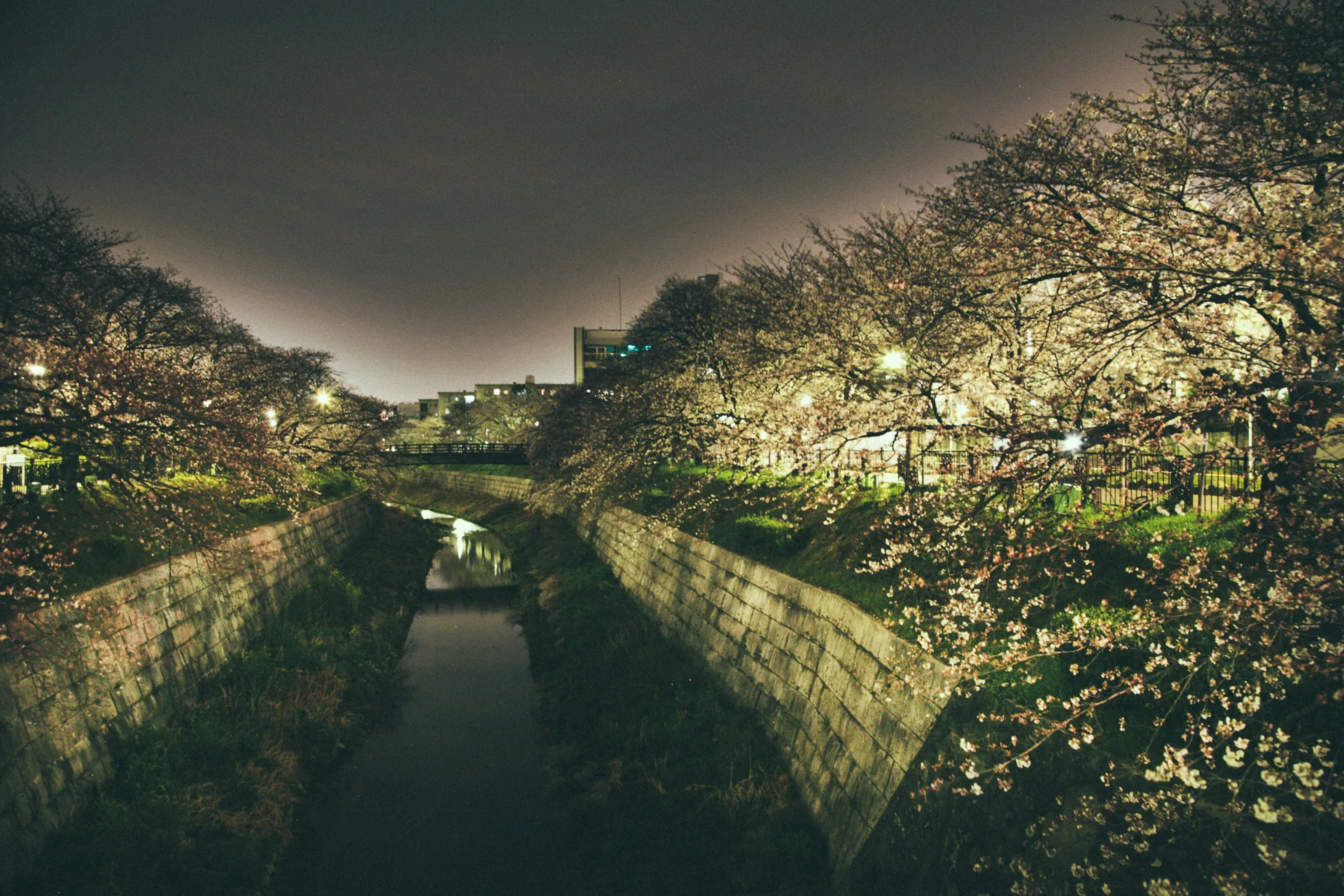 The Yamazaki River at night under illuminated cherry trees
