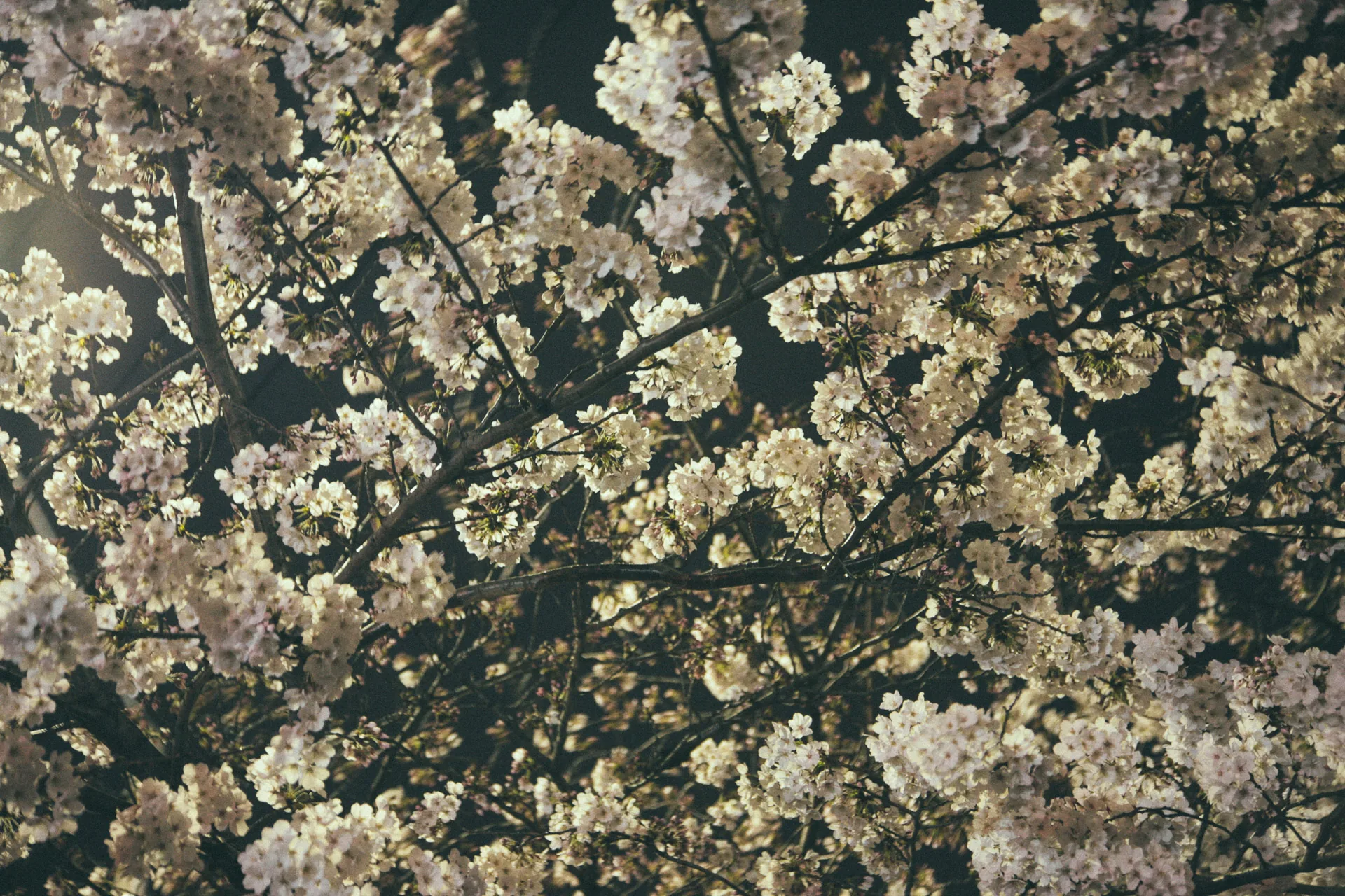 Illuminated cherry blossoms against the night sky