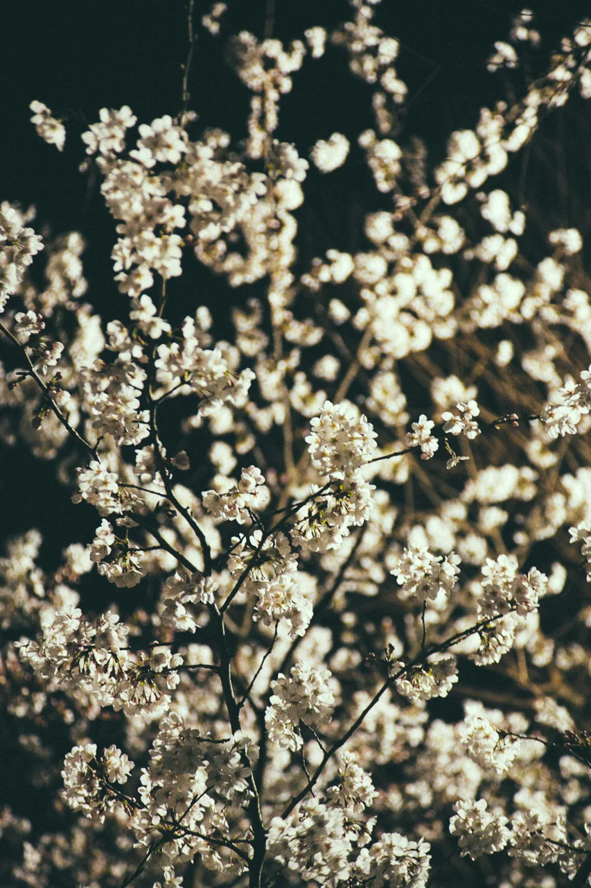 Cherry blossoms lit up at night