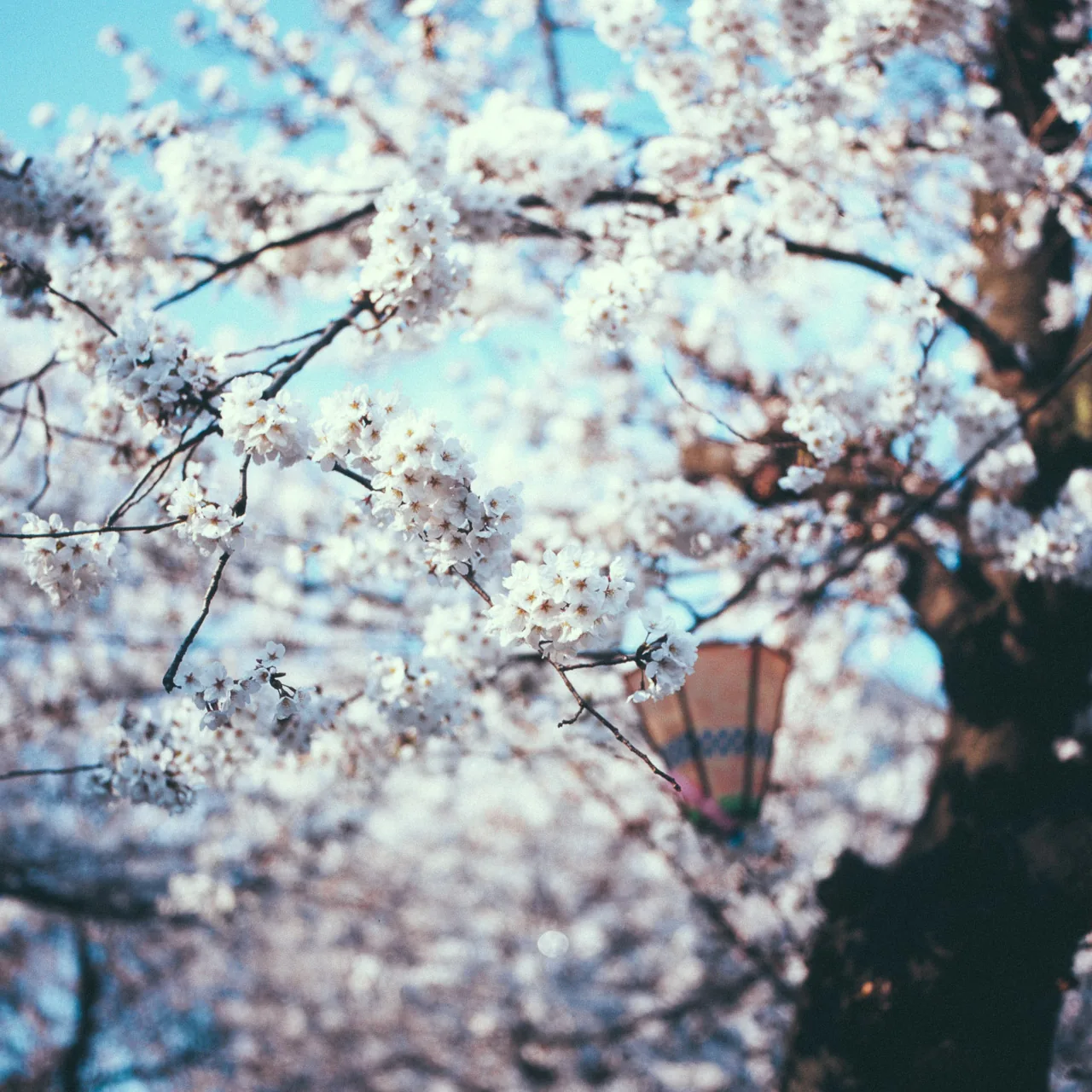 Cherry blossoms with a paper lantern
