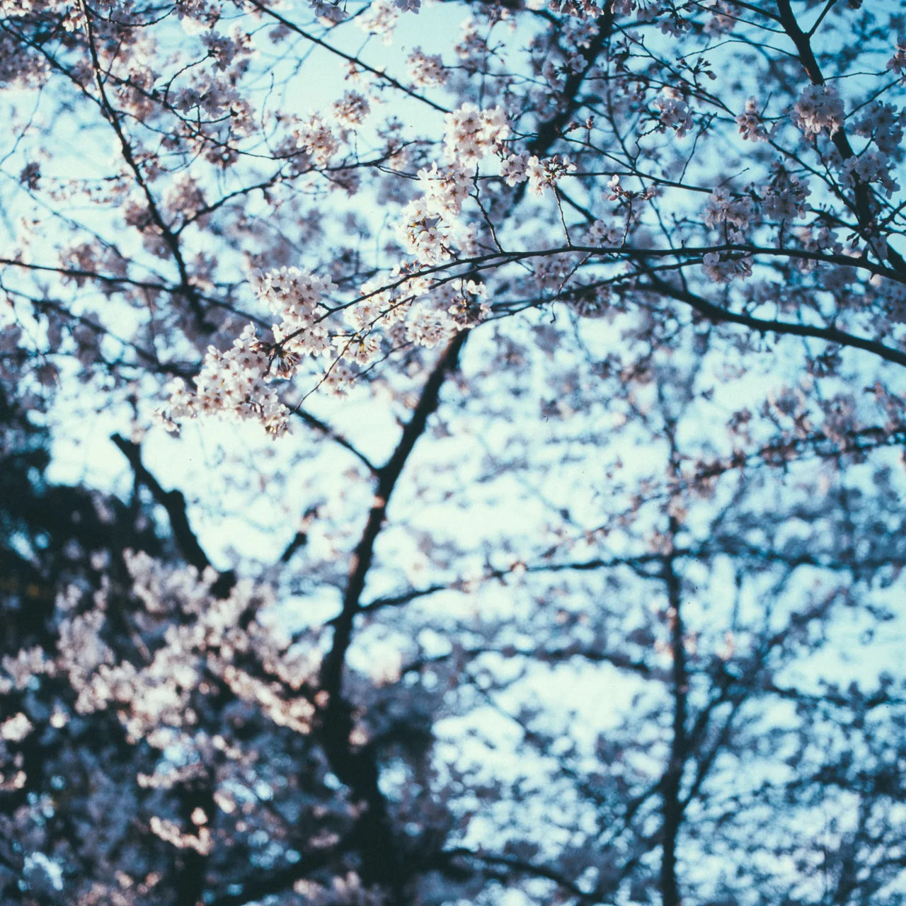 Cherry branches against the sky
