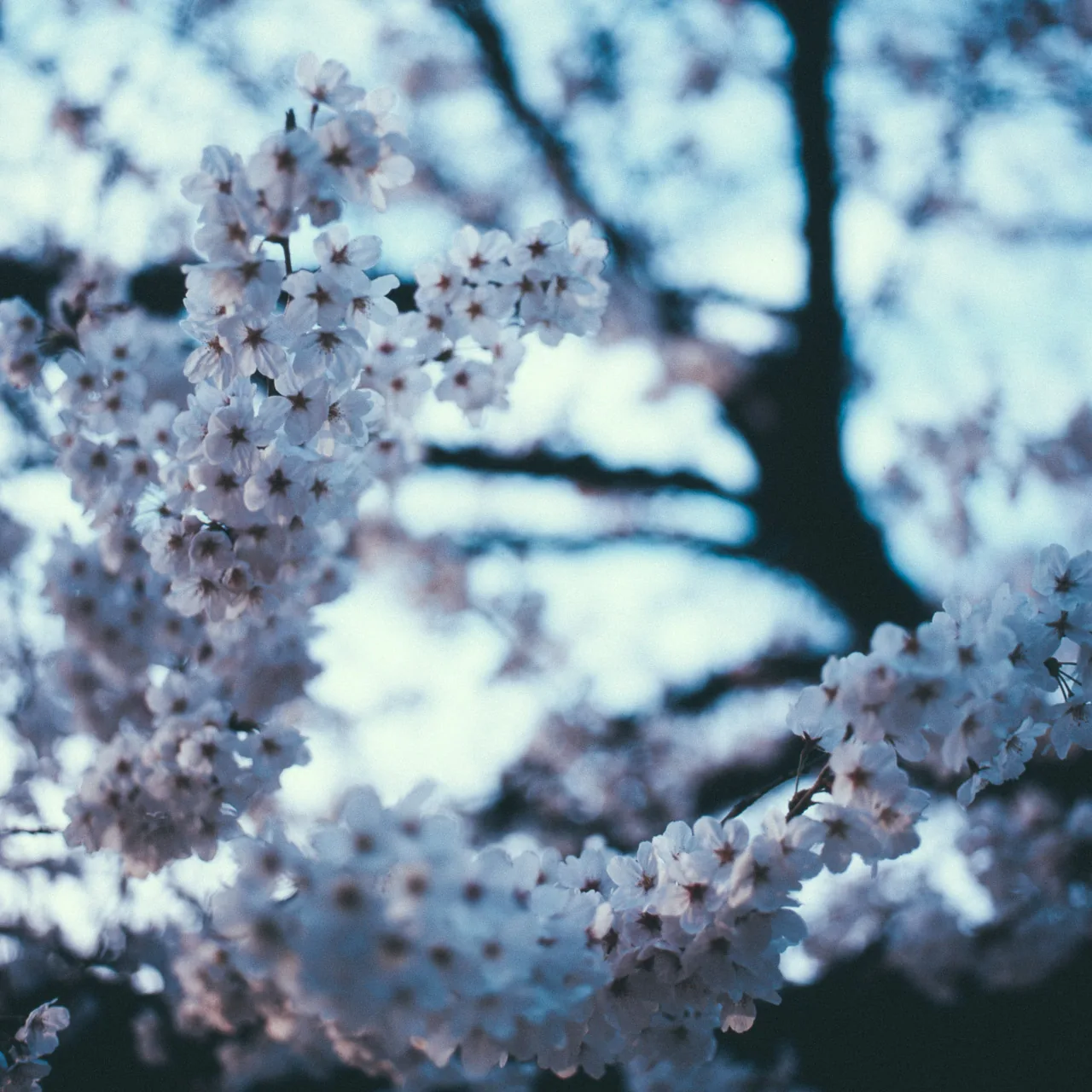 Cherry blossoms in soft light