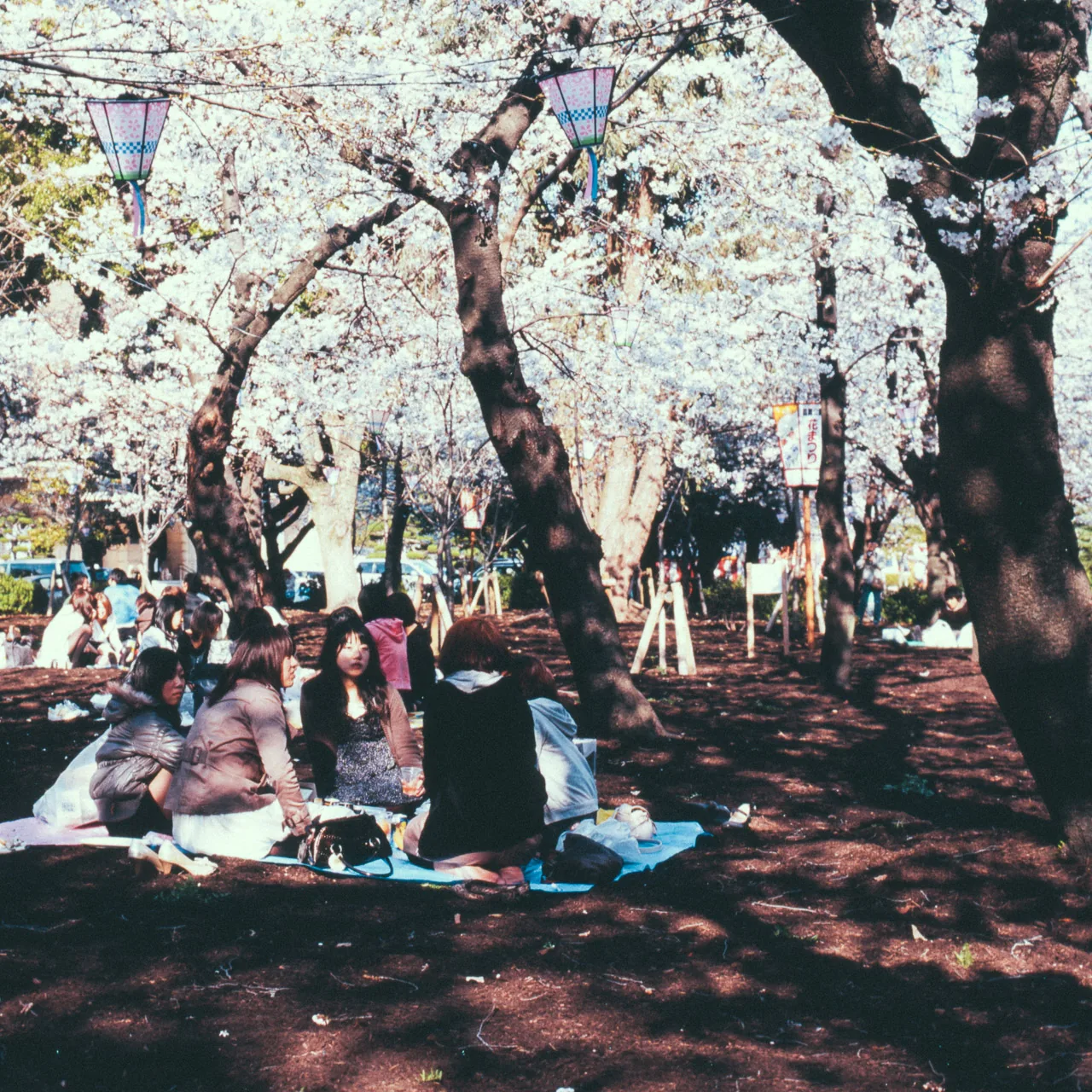 A hanami picnic under the trees