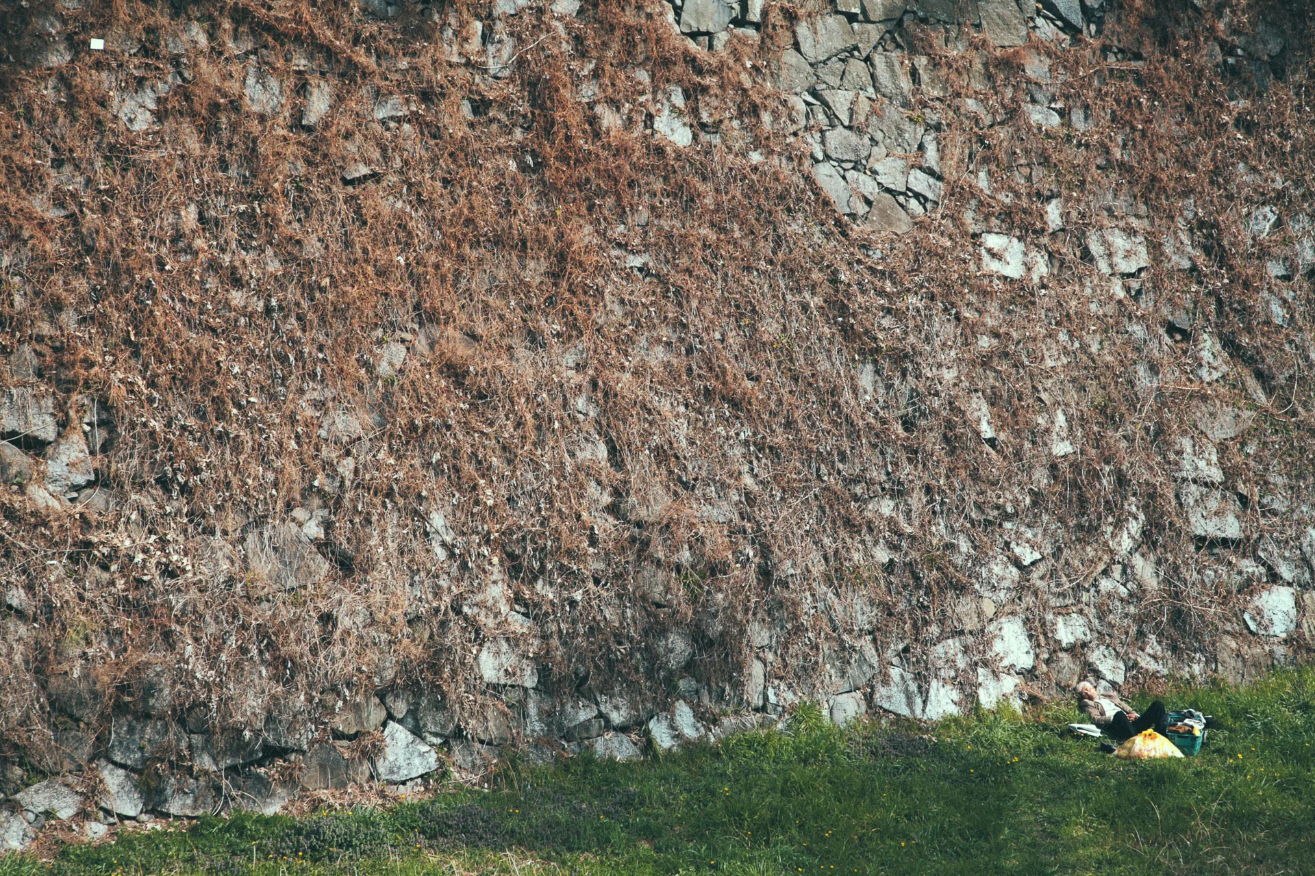 Ivy covering the stone wall of the castle