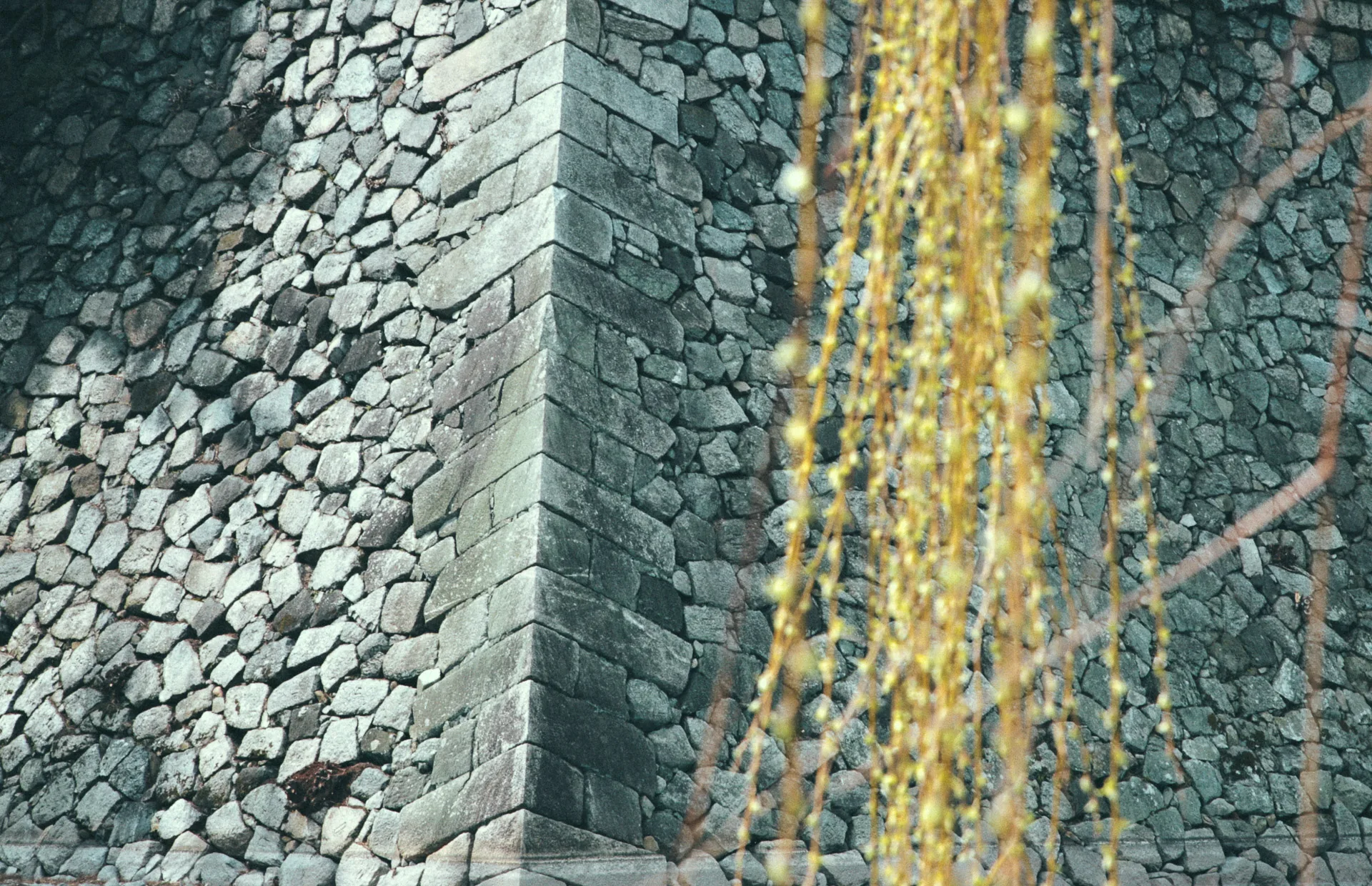 Hanging willow branches against the castle's stone wall