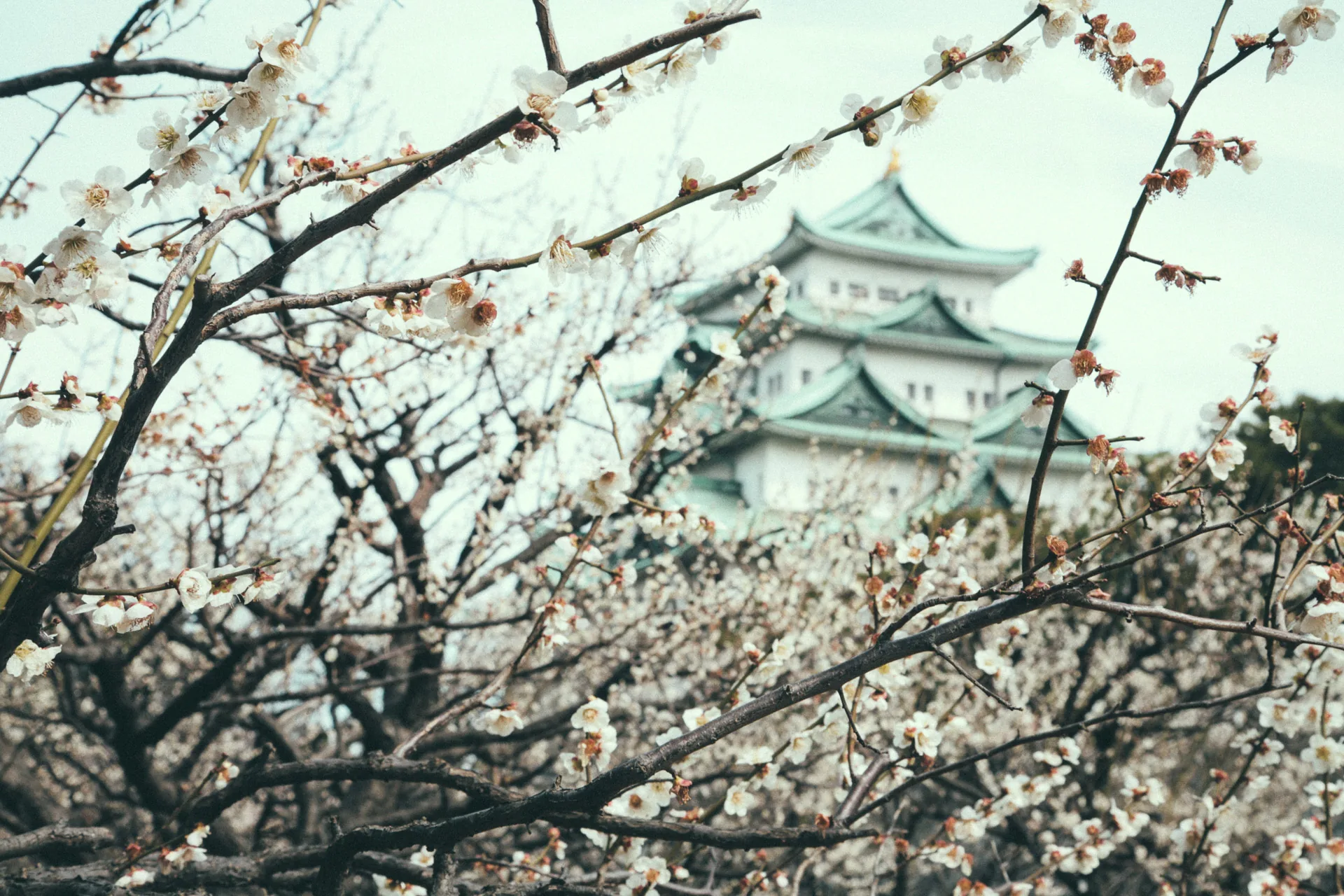 The castle seen through branches of white plum blossoms