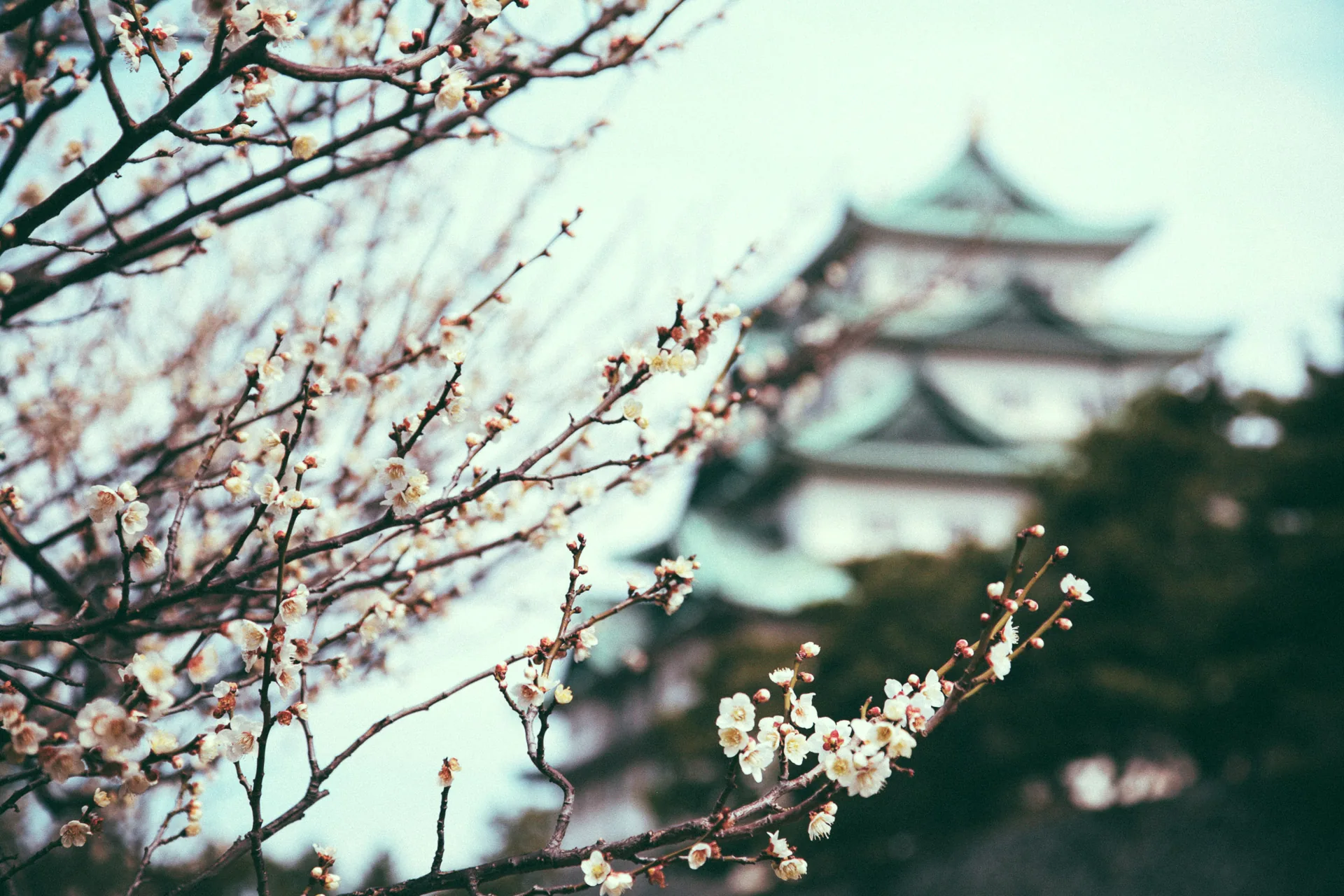 Plum blossoms in front of Nagoya Castle