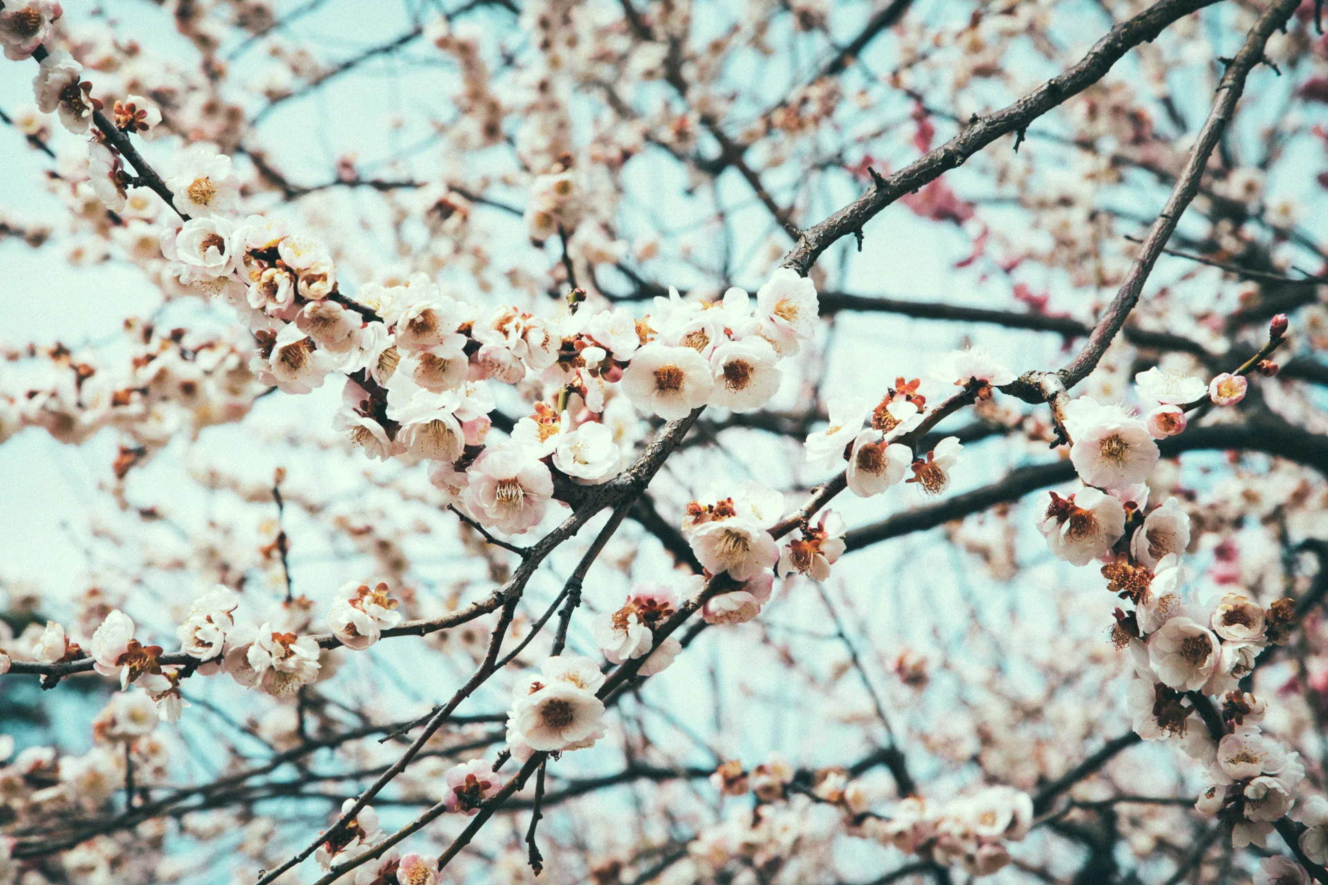 Plum blossoms close up