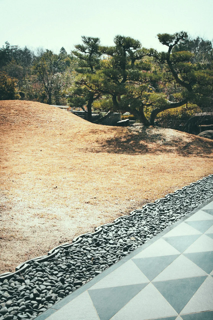 Pine trees above the dry garden