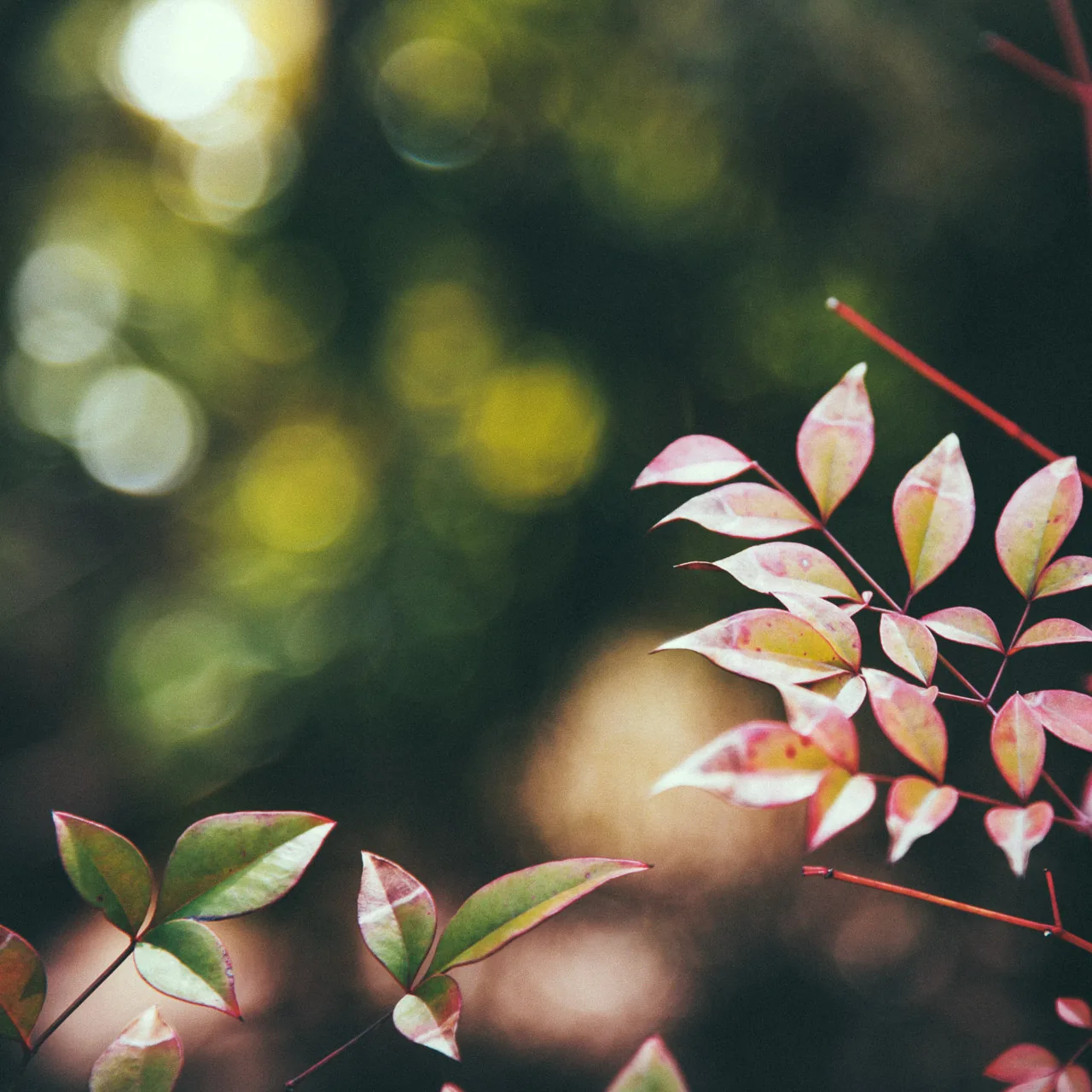 Pink nandina leaves in the sunlight