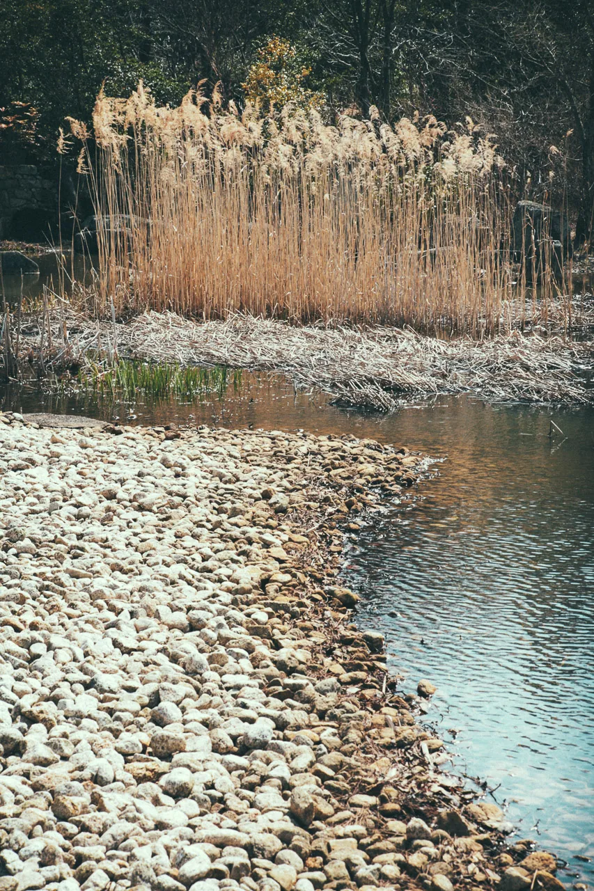 Reeds on a pebble shore