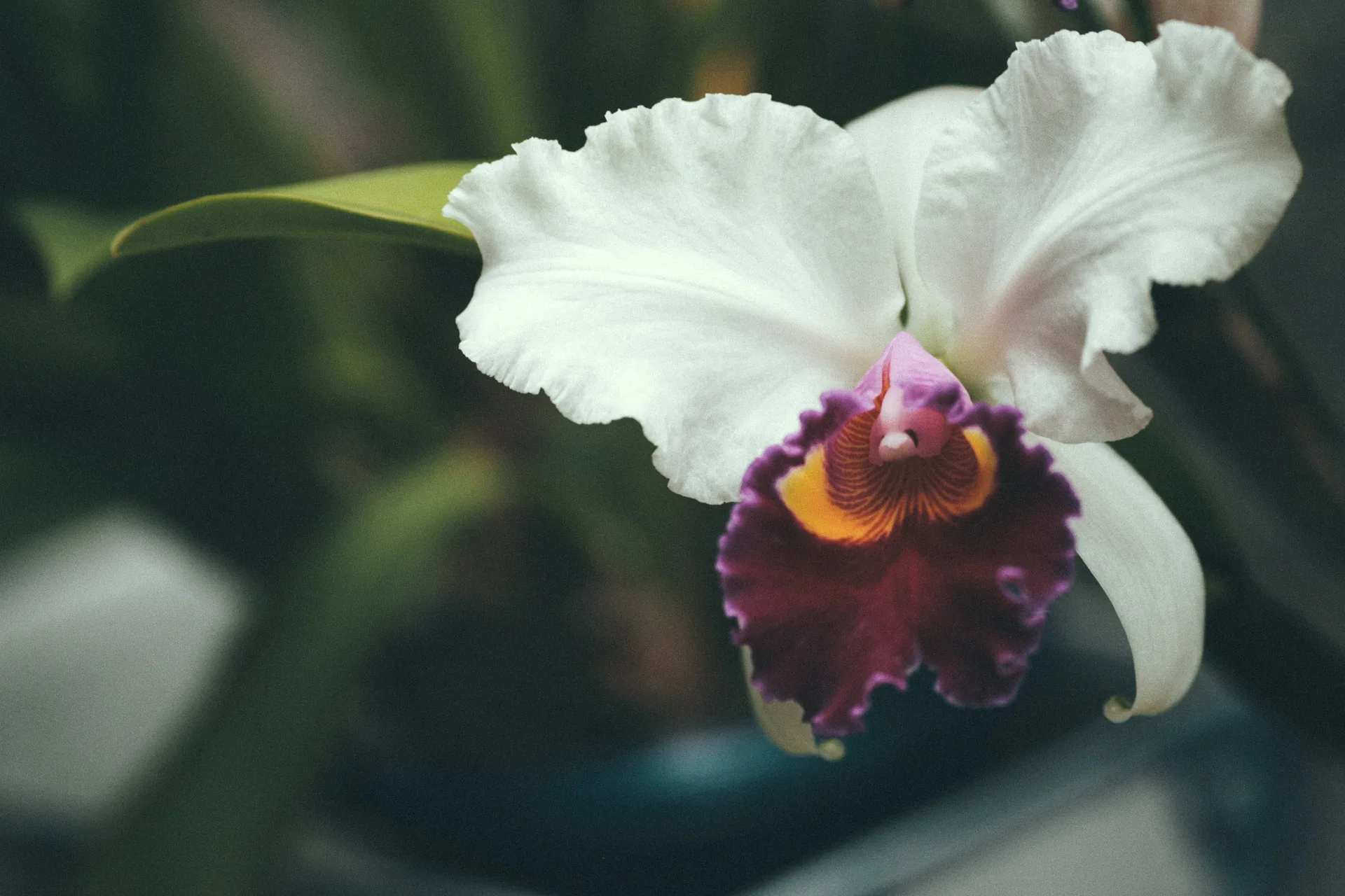 A white and purple cattleya orchid
