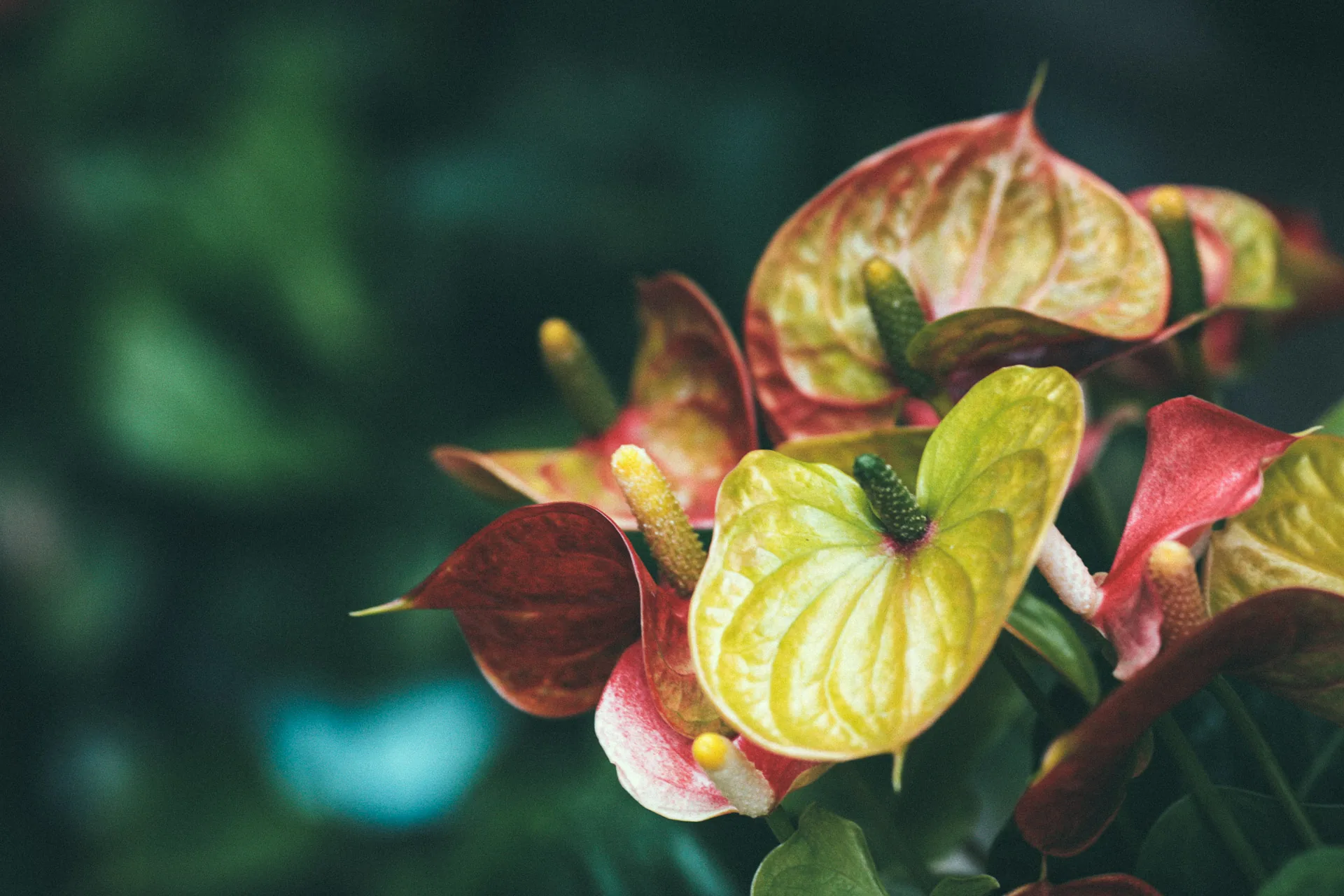 Red and yellow anthurium flowers