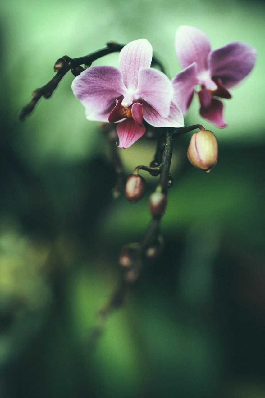Pink orchids on an arching stem