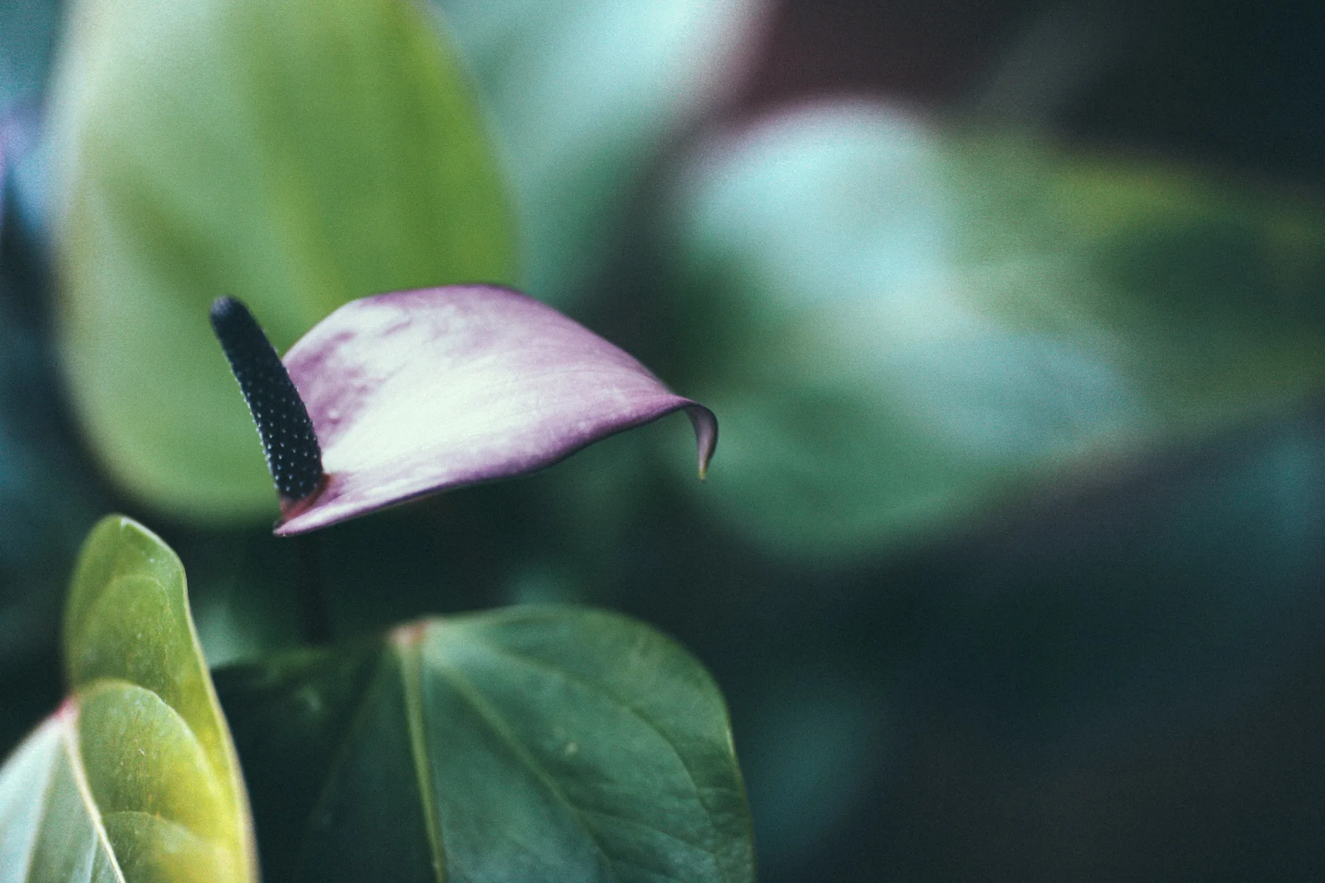 A pale purple anthurium